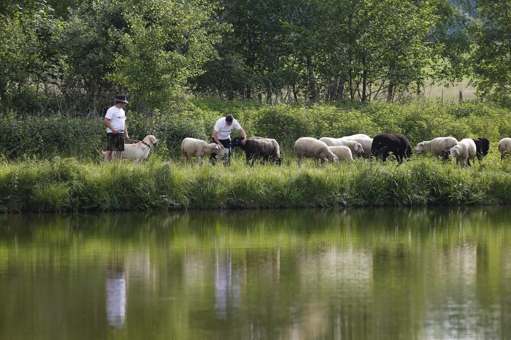 Animals, Other Animals in Gasthof Zur Burg