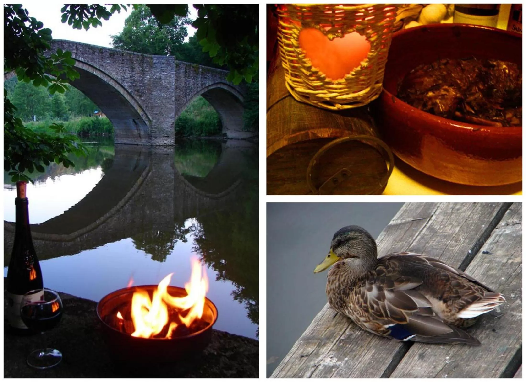 Animals in Golden Lion