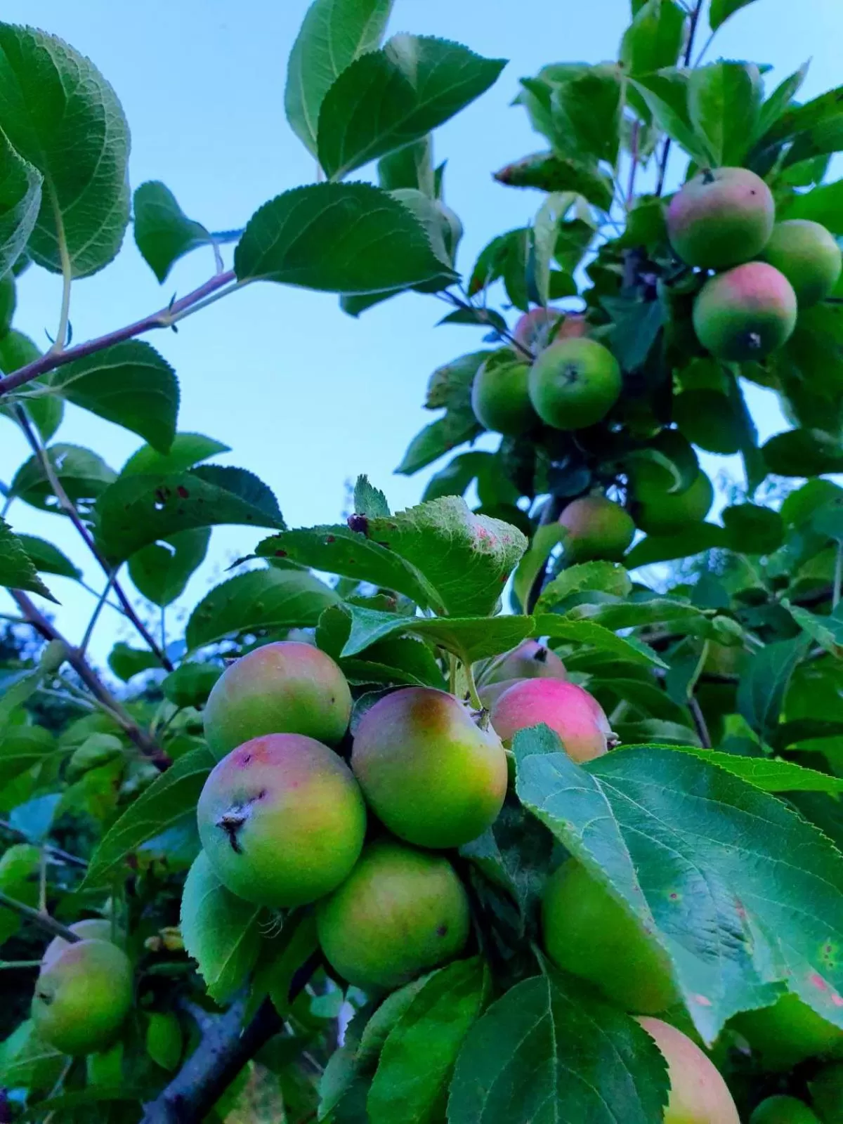 Spring in Guest House Ijevan's Garden