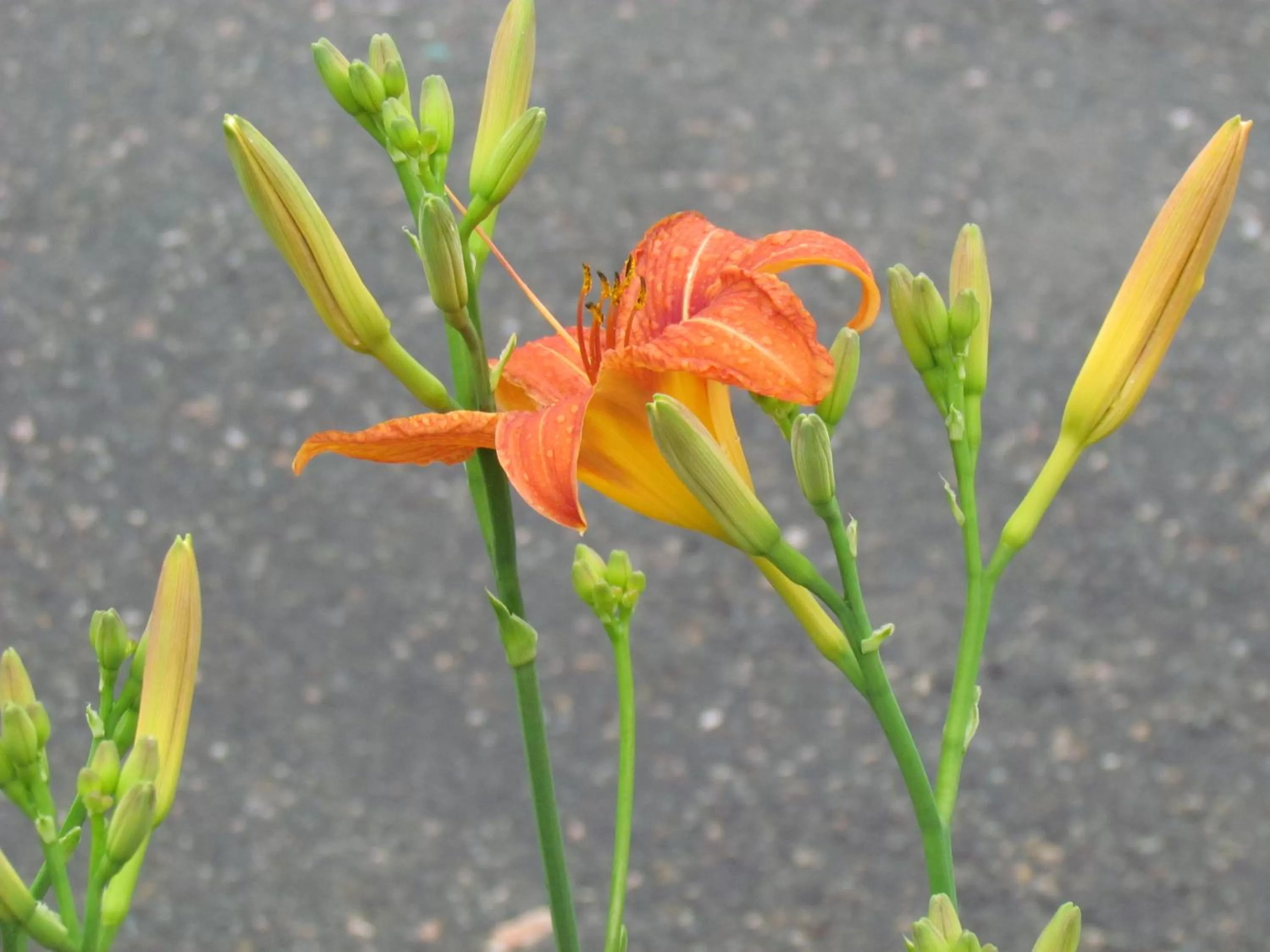 Natural landscape in Rodeway Inn King William