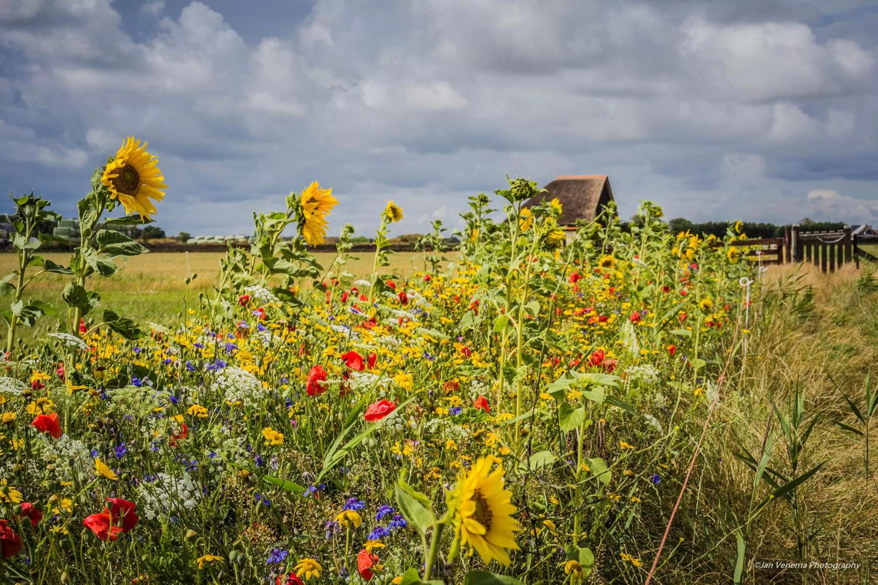 Natural landscape in Bed en Bike Strûnen op Texel
