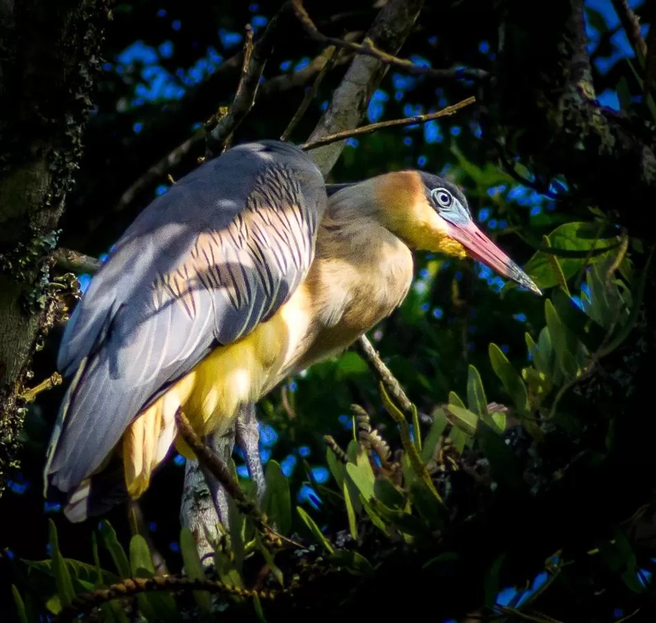 Other Animals in Pousada Vila Santa Barbara