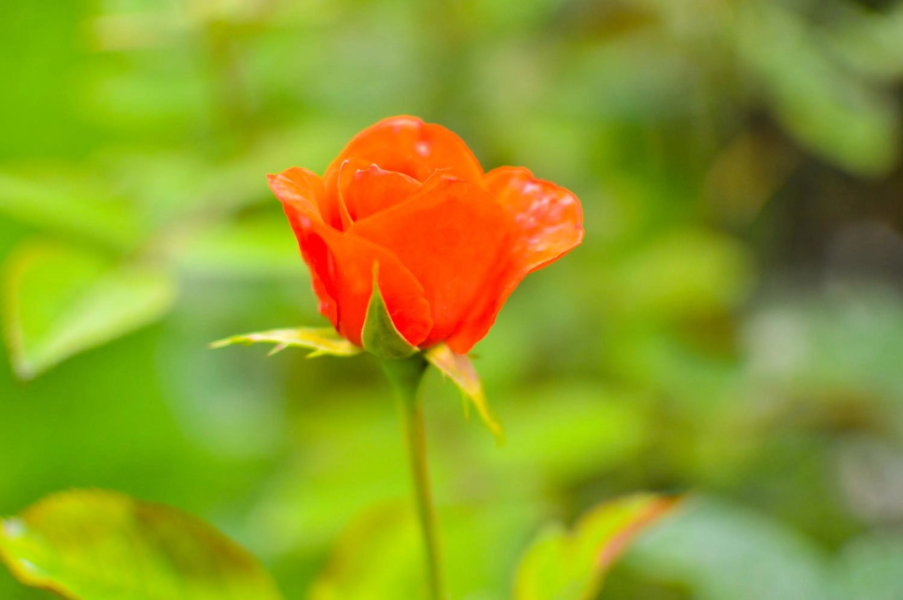Garden in Hotel Mountain Top