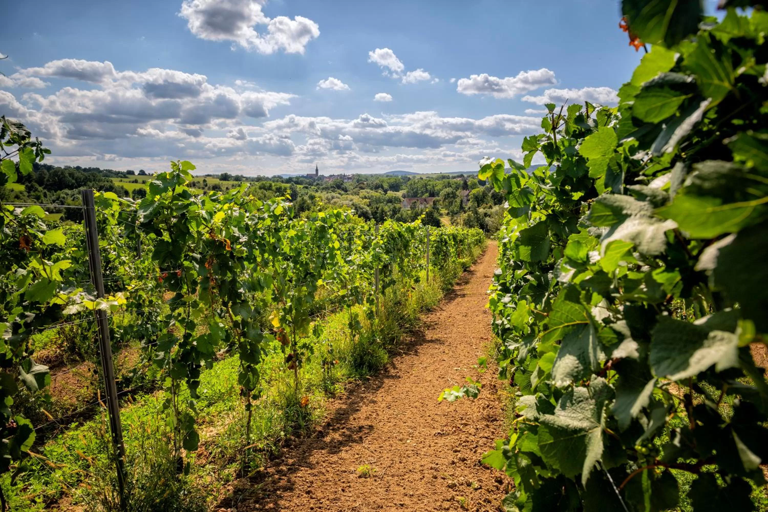 Spring in Hotel Niemcza Wino & Spa