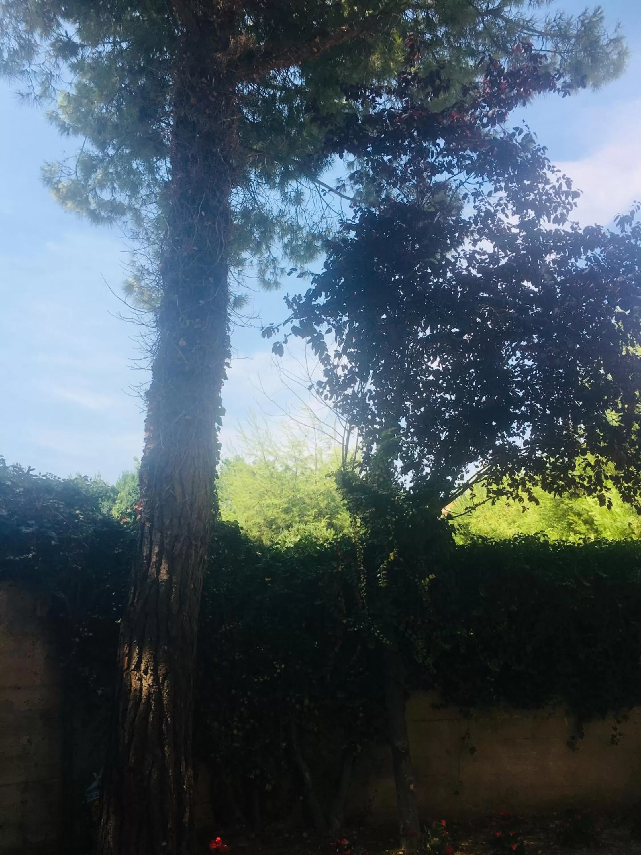 Garden in La casa di nonno Giulio