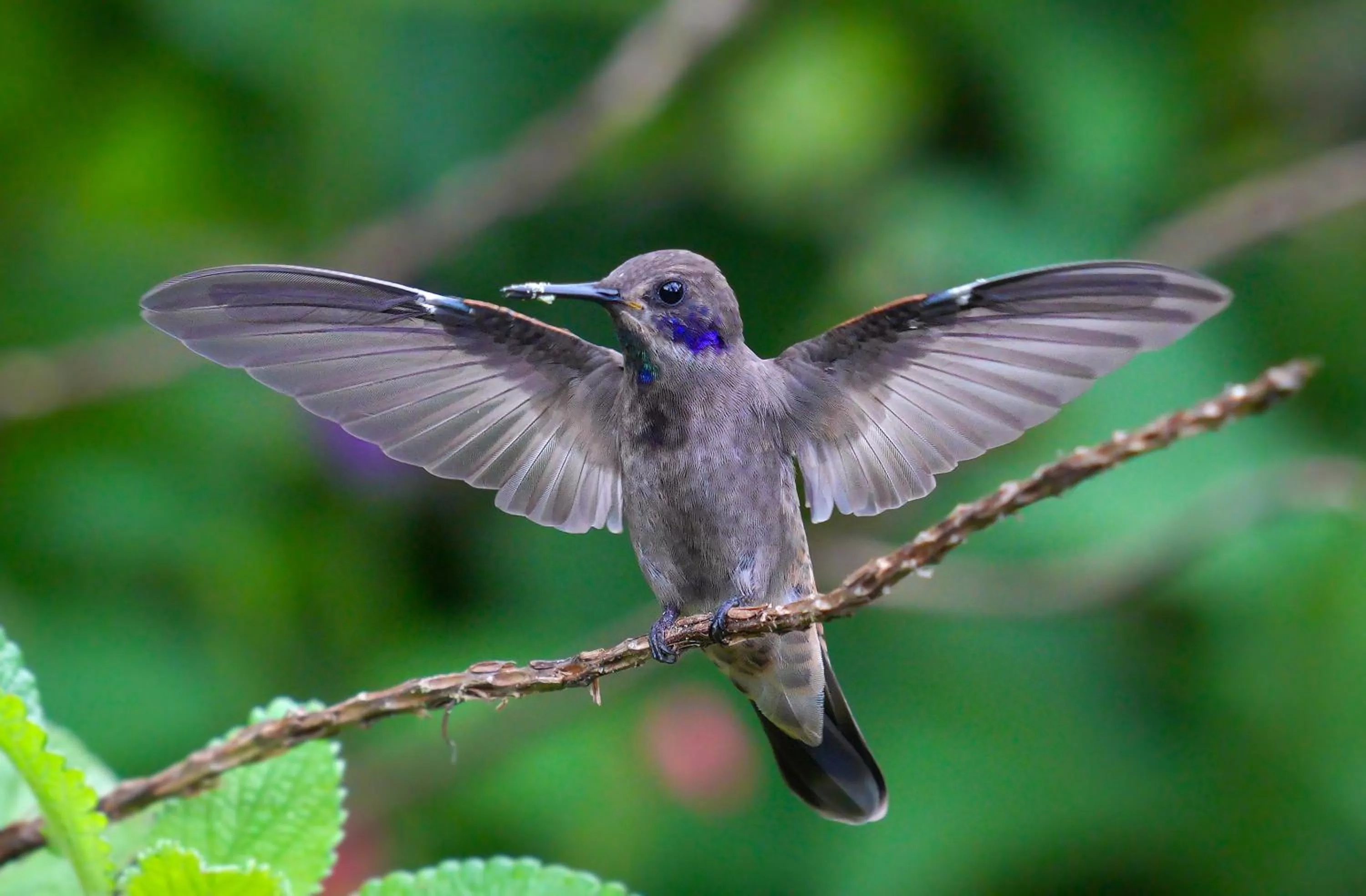 Garden, Other Animals in Arte de Plumas birding lodge