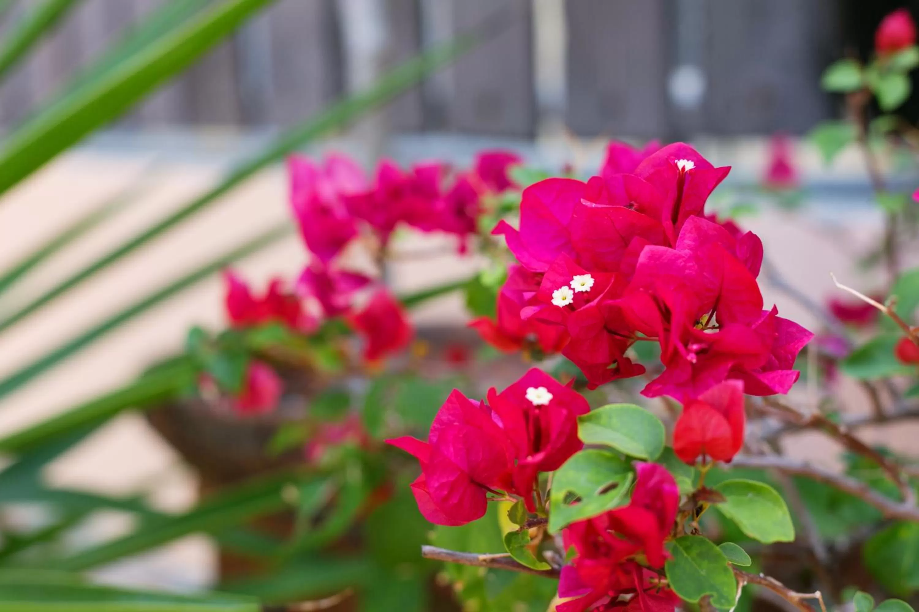 Balcony/Terrace in Villa Herencia Hotel