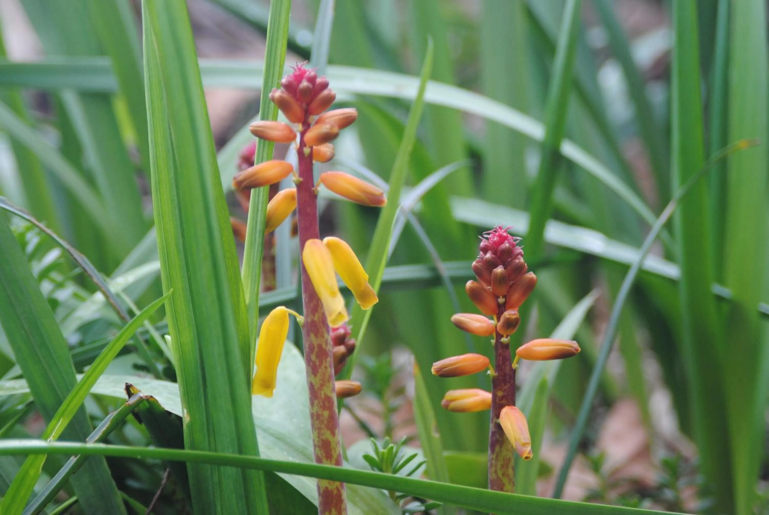 Garden in Amble at Hahndorf