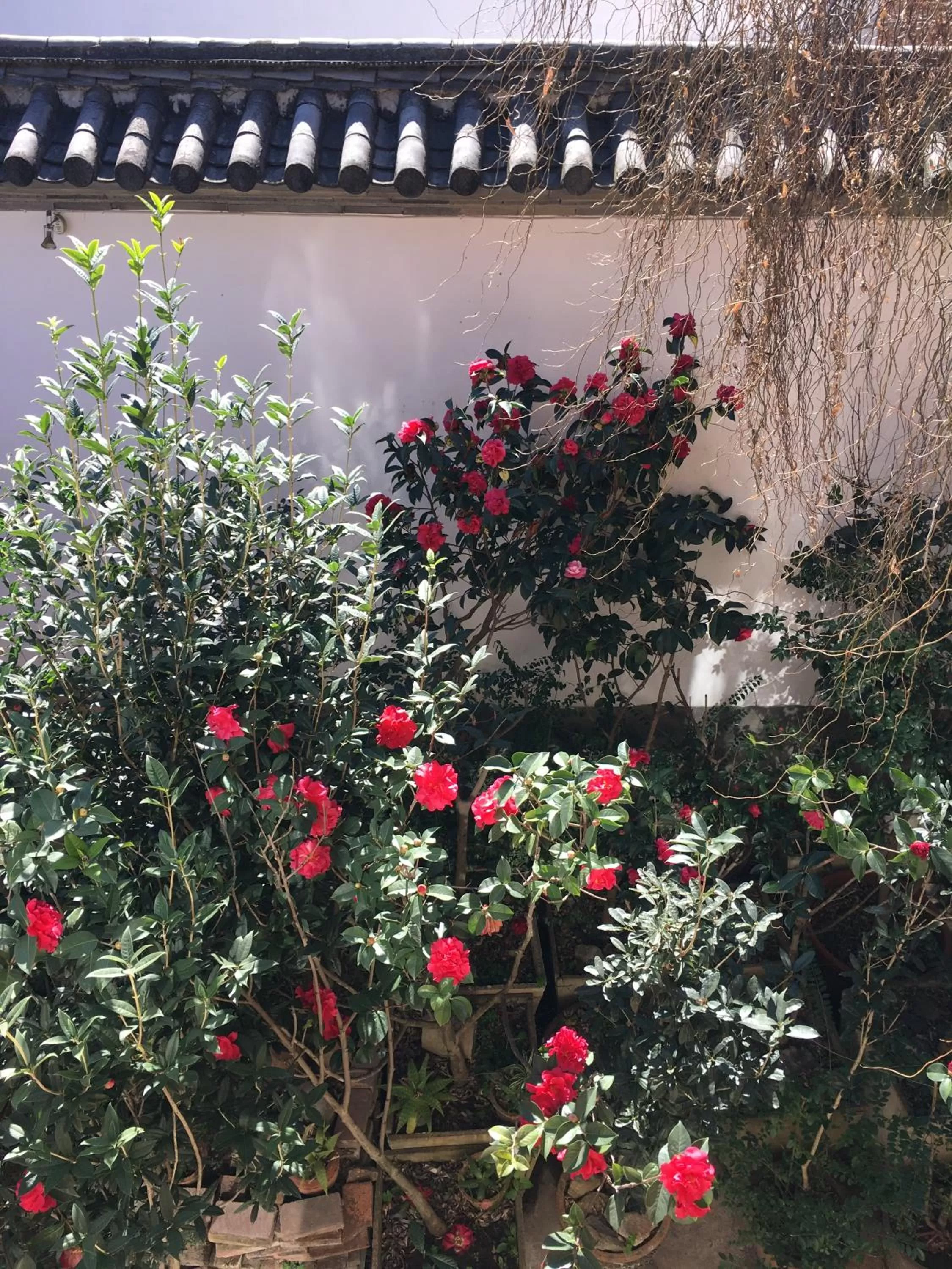 Spring, Garden in The Lily Pad Inn