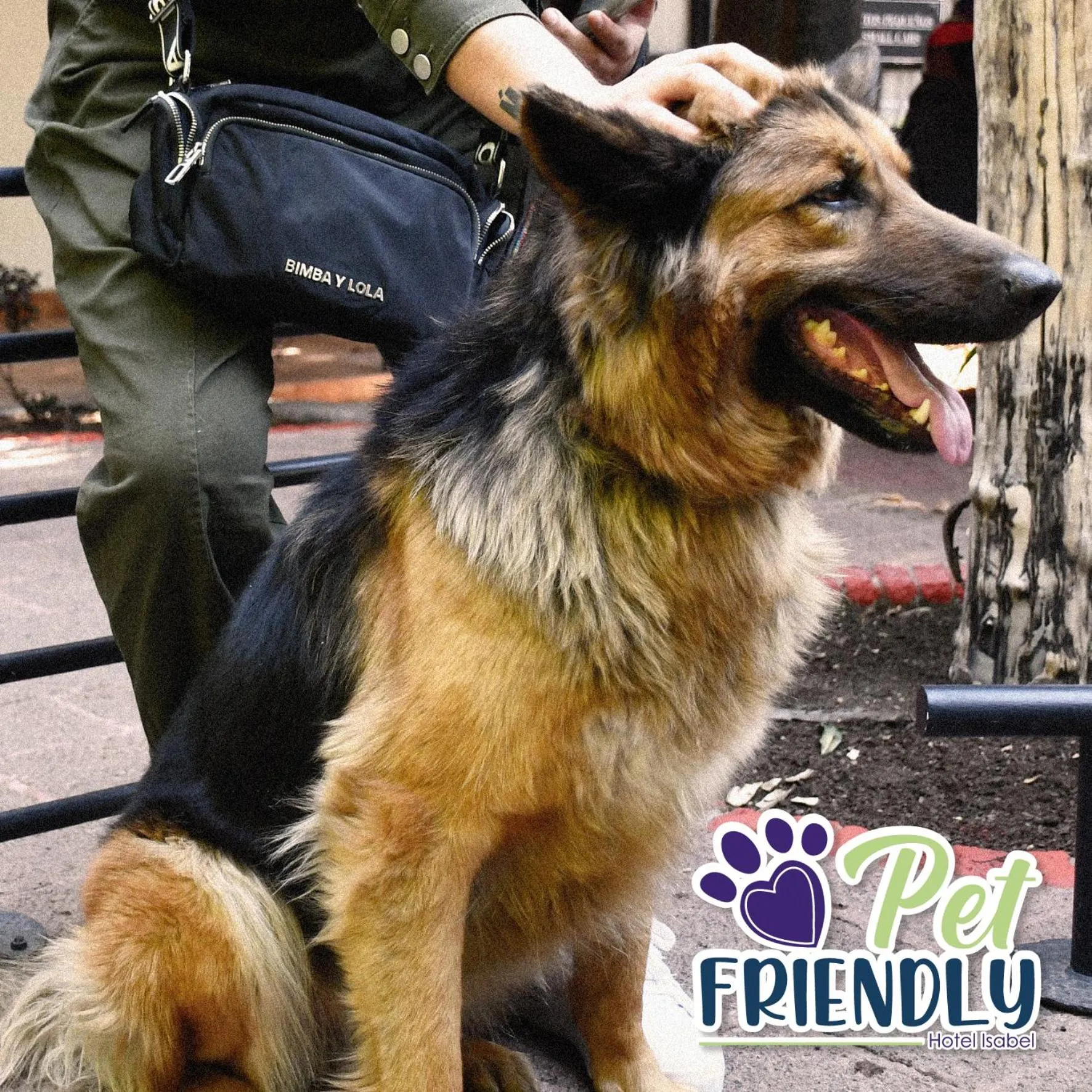 Pets in Hotel Isabel