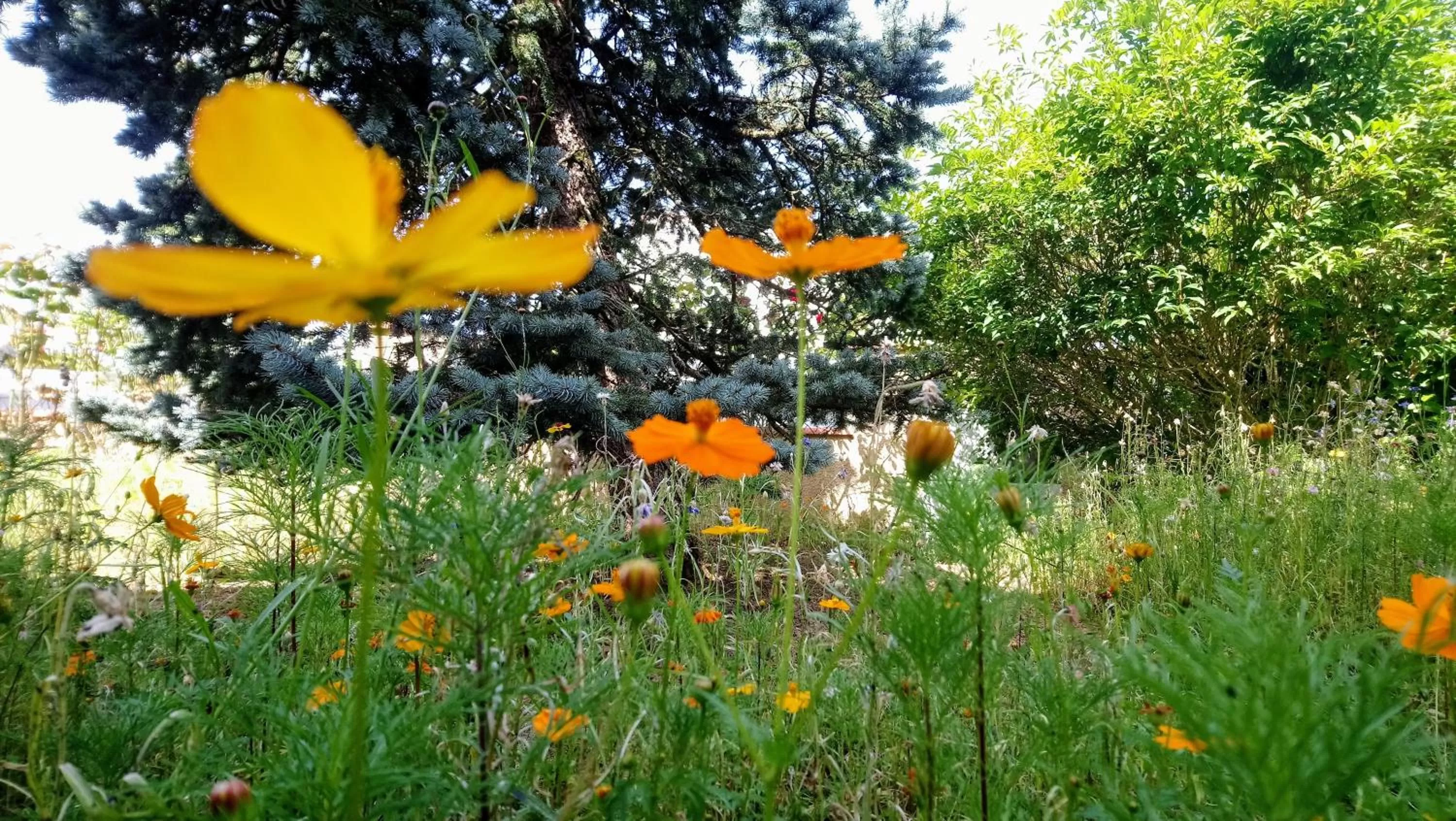 Garden in Fleurs de Cosmos