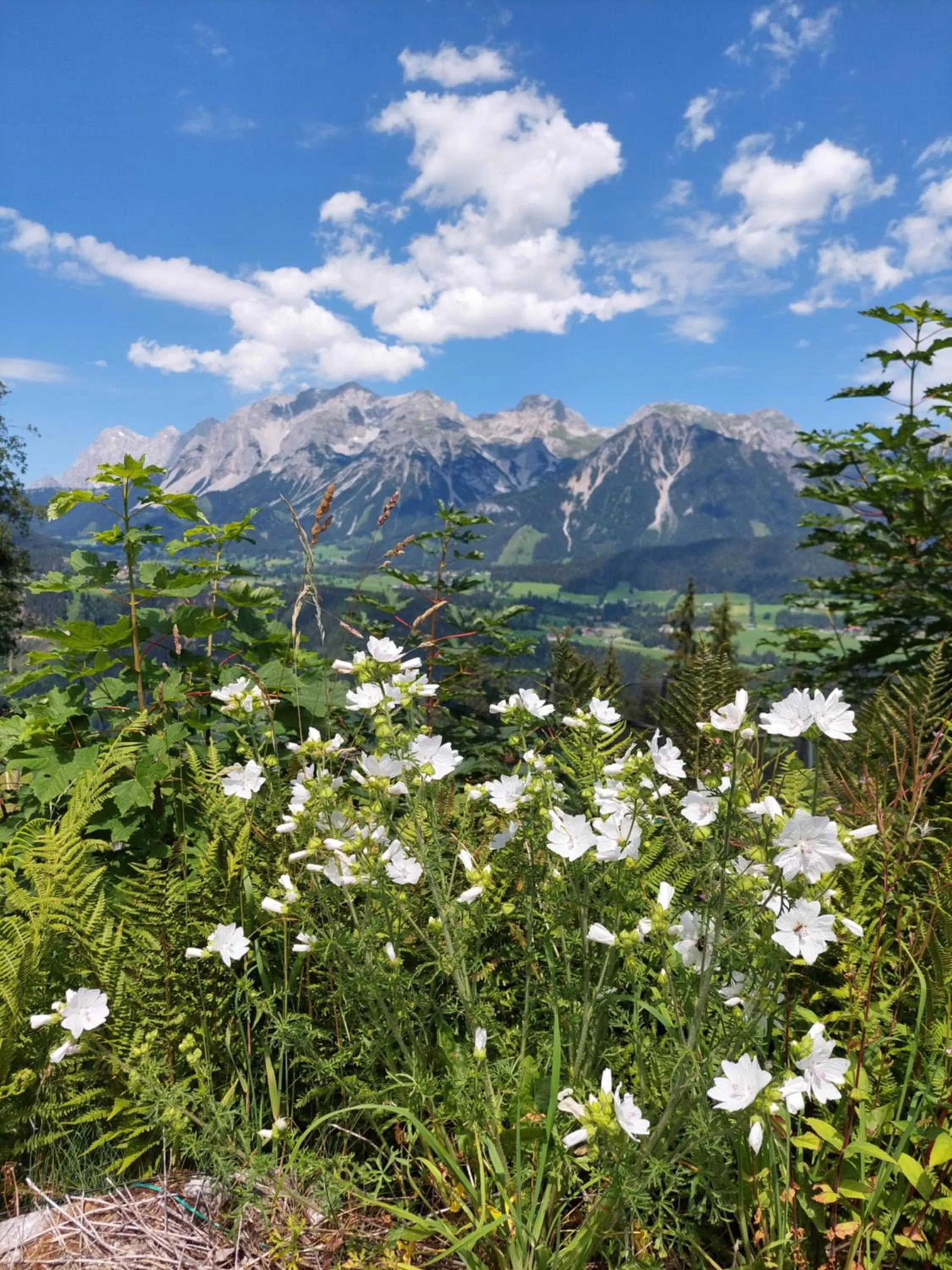 View (from property/room) in Hotel Schröckerhof