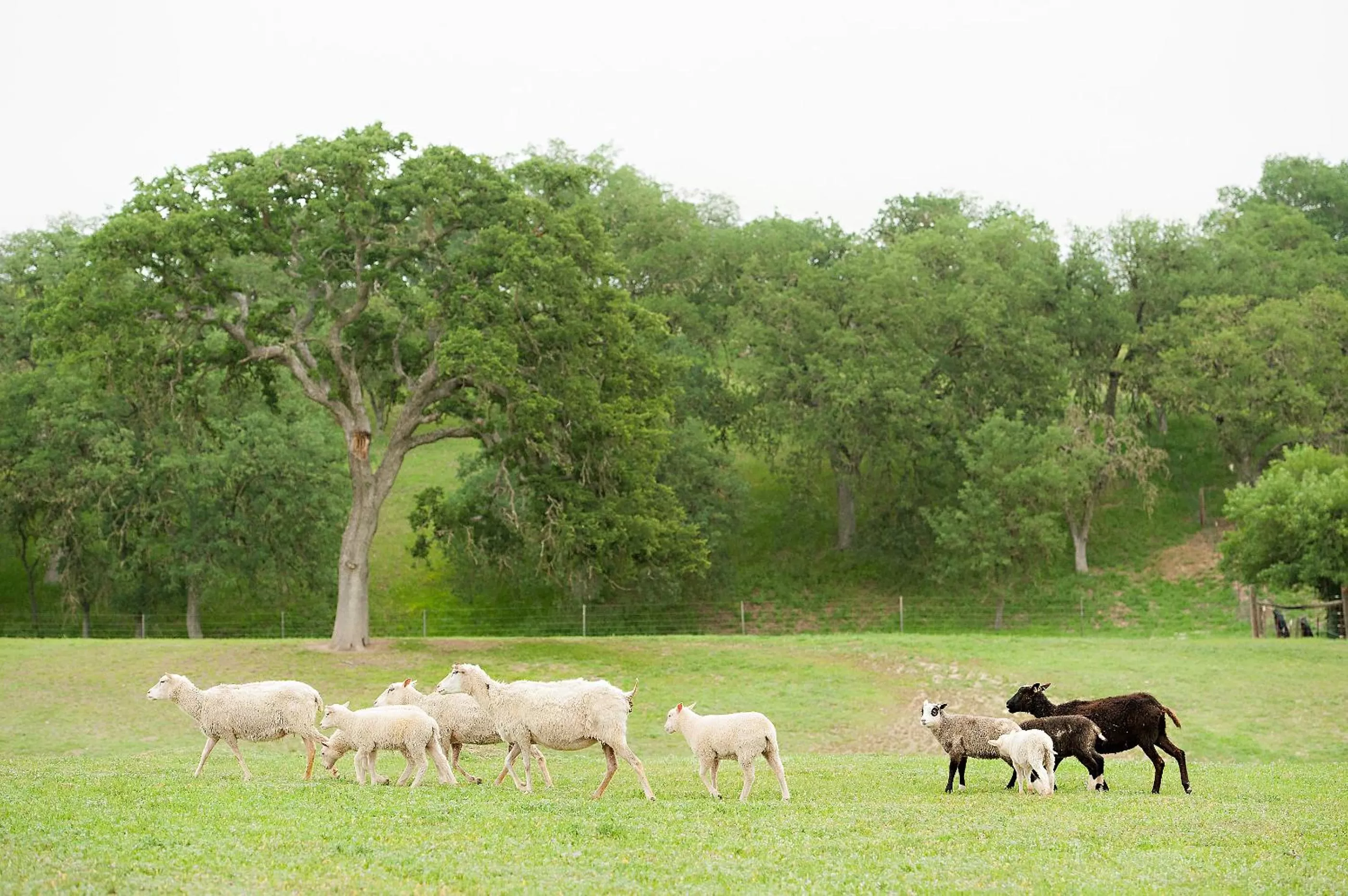 Other Animals in Rêves de Moutons