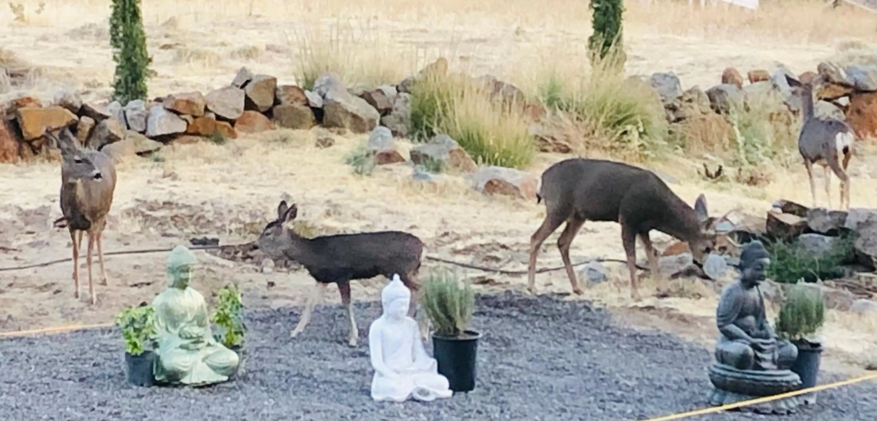 Quiet Mind Mountain Lodge, Retreat & Spa