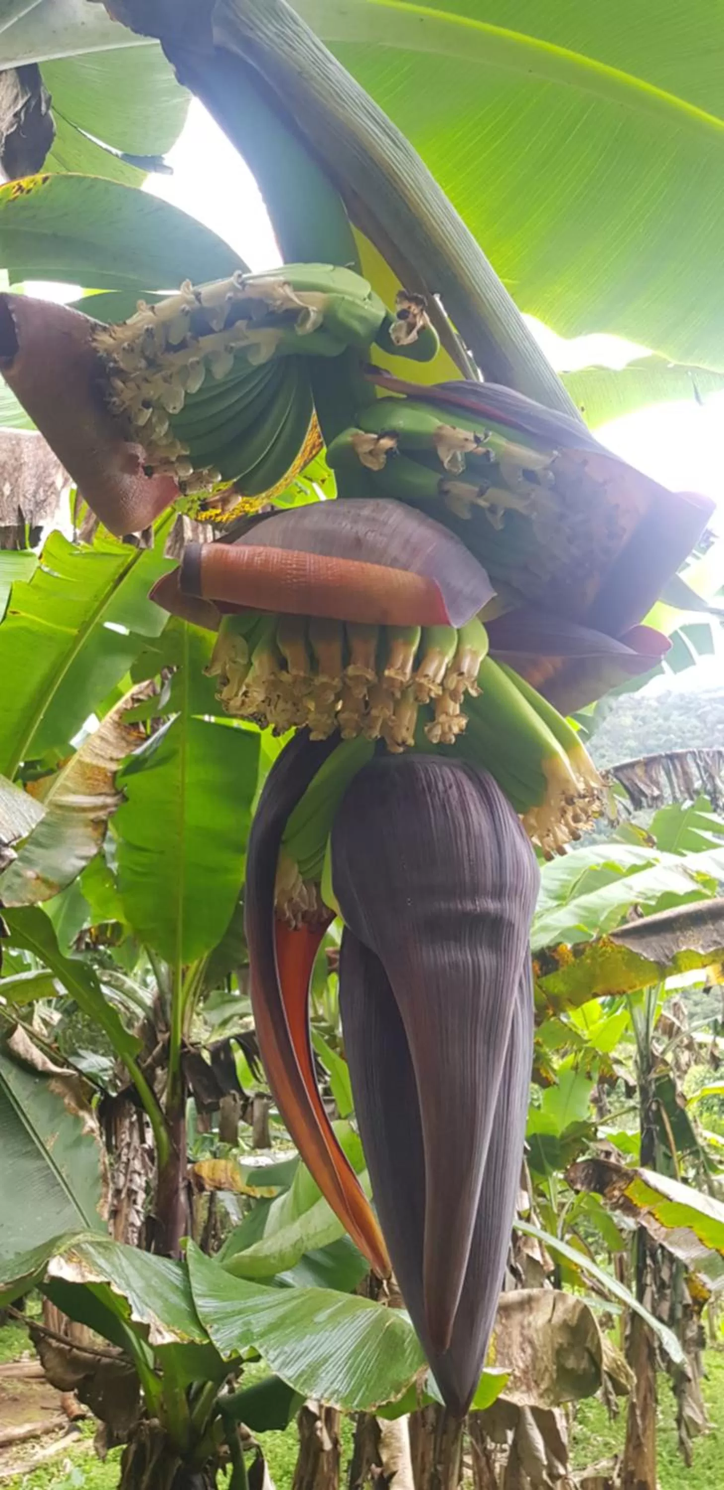 Natural landscape, Other Animals in Hotel Rivel - Adventure & Nature Retreat