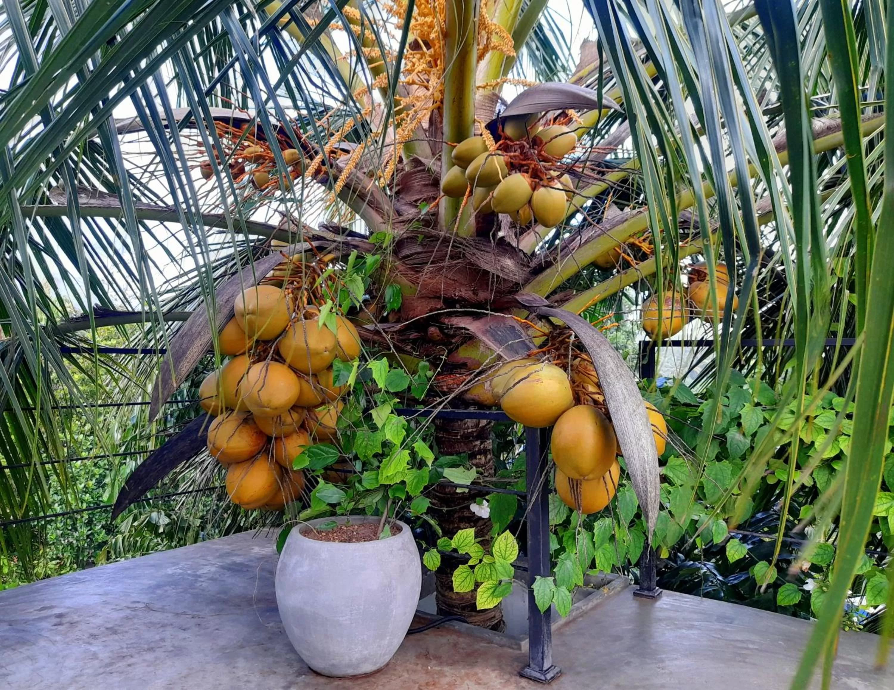 Restaurant/places to eat in Weligama Bay Watsila Resort