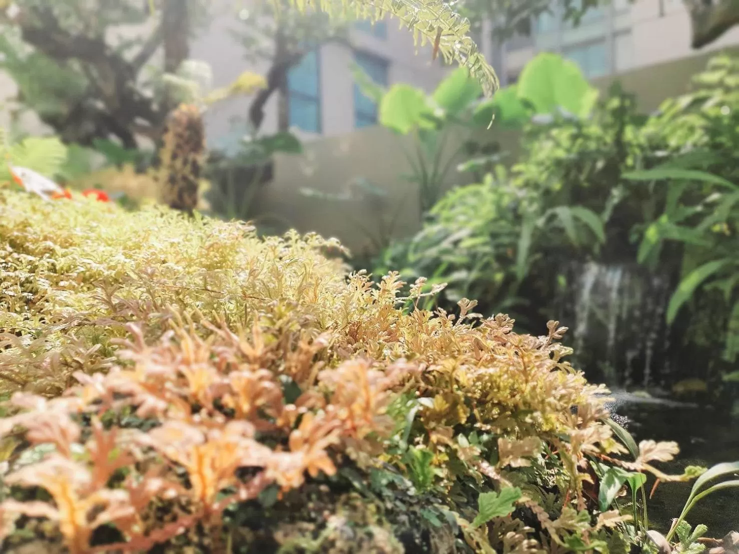 Garden in Ana Park Residence