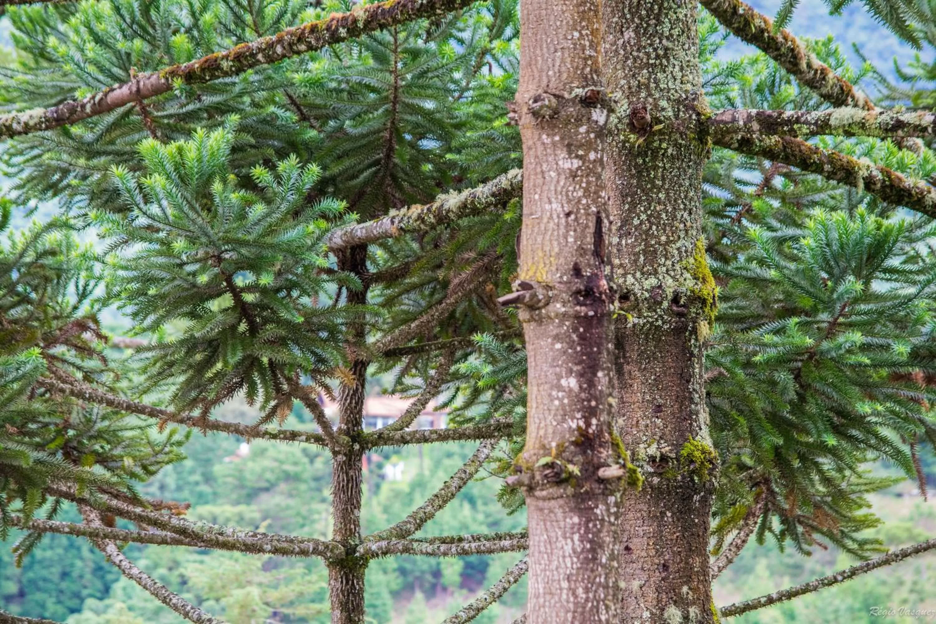 Garden in Pousada Ricanto Amore Mio