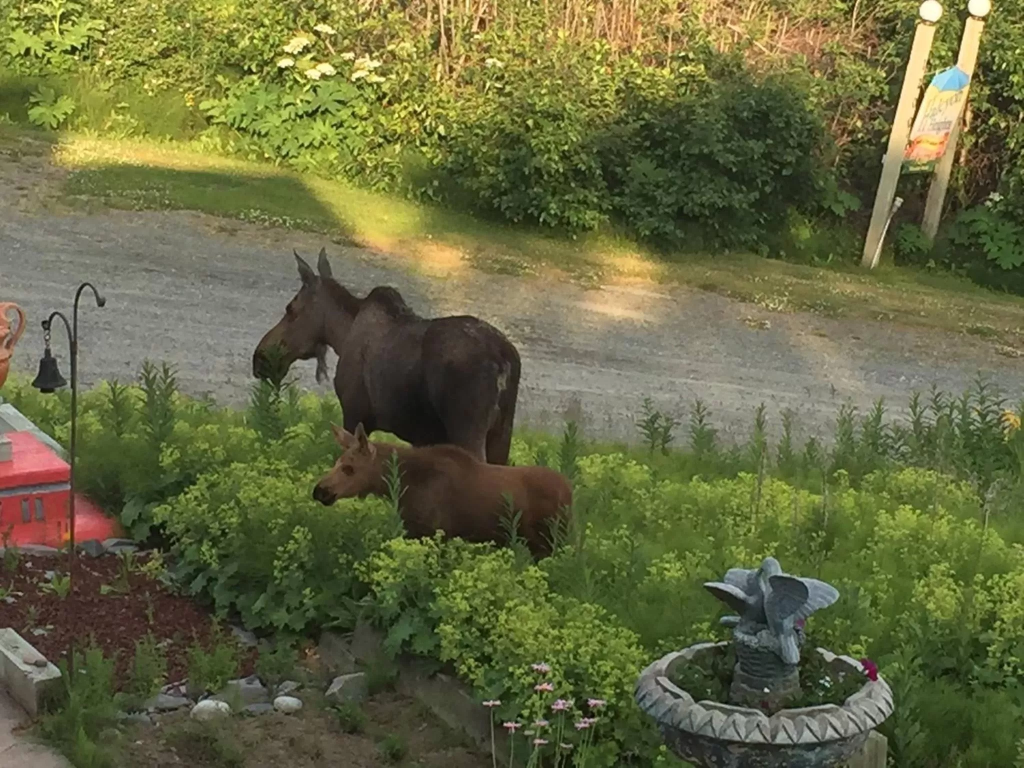 Garden, Other Animals in Halcyon Heights B&B/Inn