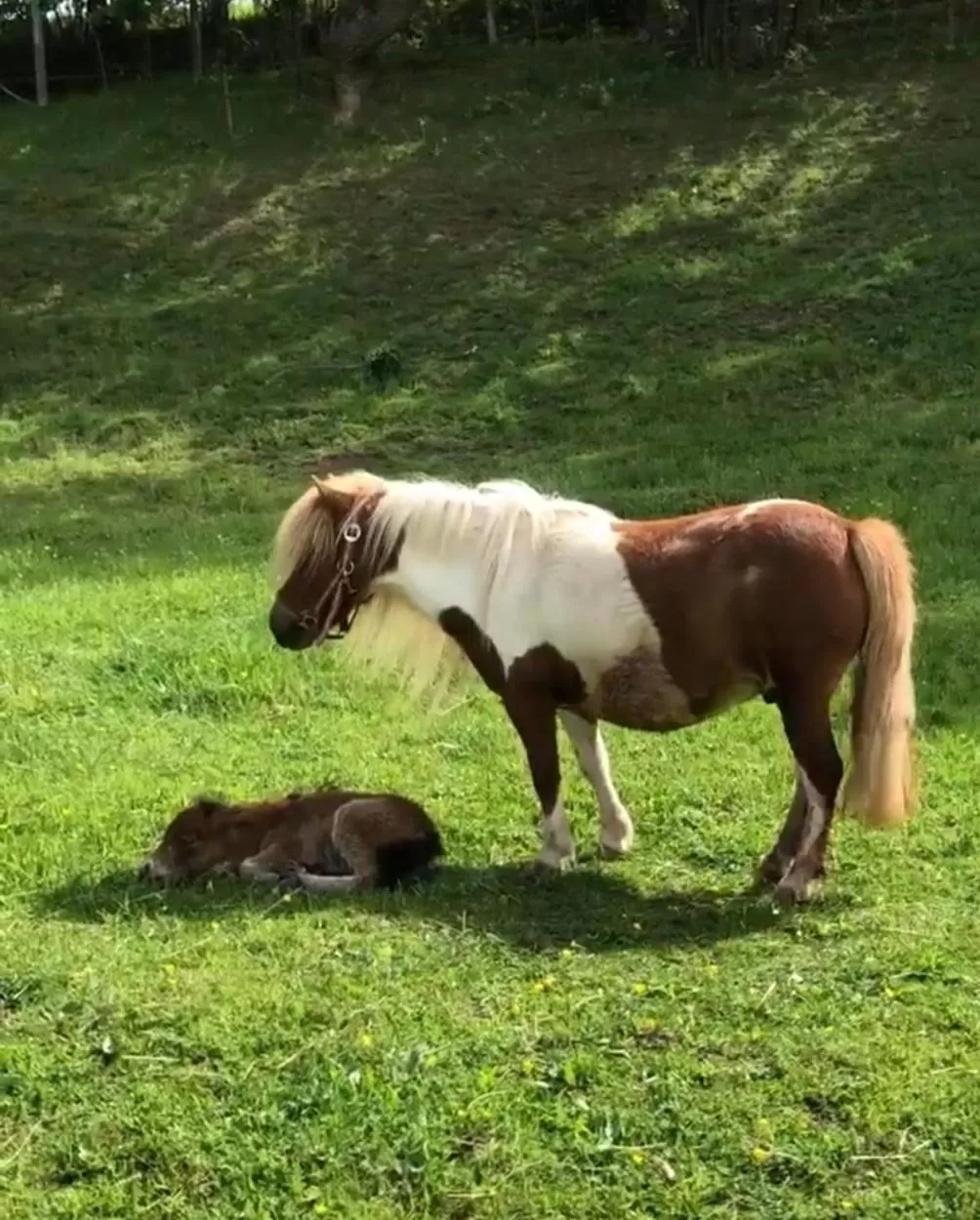 Animals, Pets in Pensiunea SilvAnka