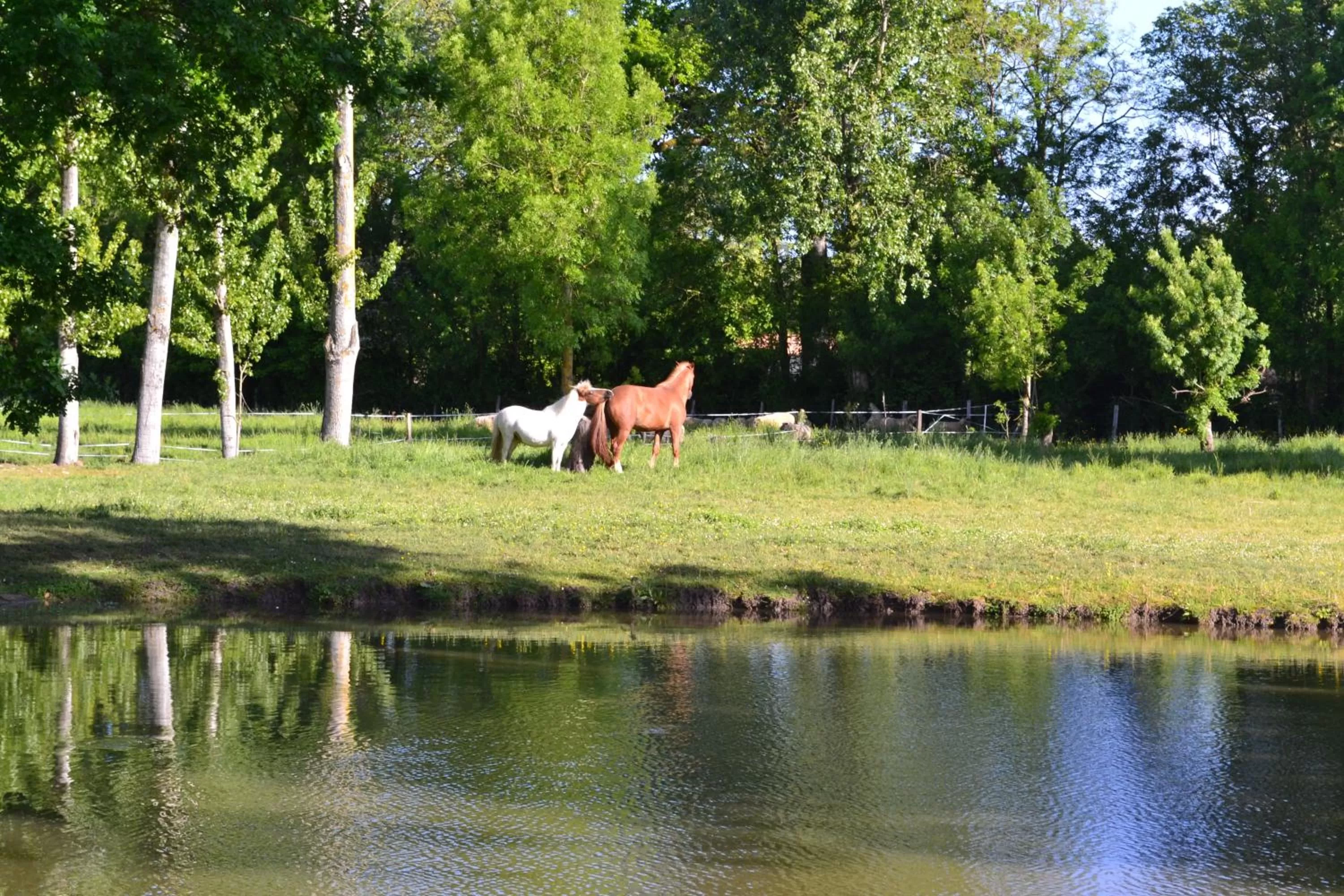 Property building, Other Animals in L'instant bleu