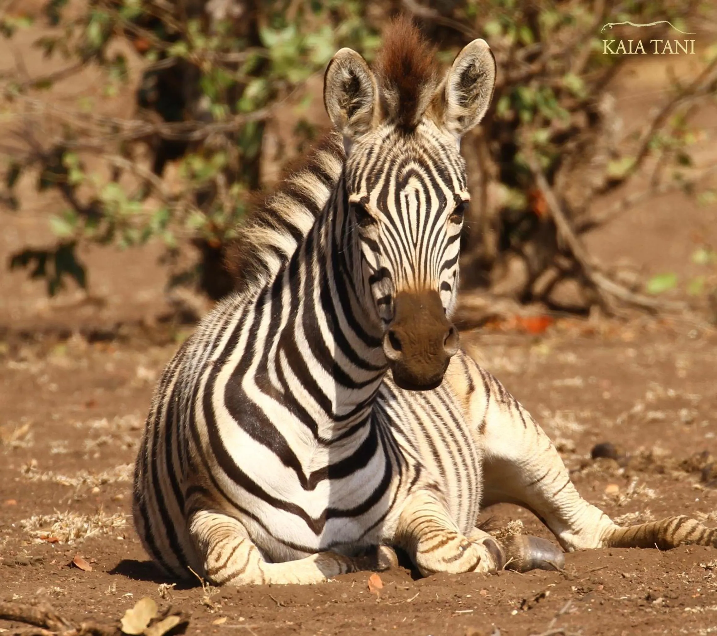 Animals in Kaia Tani Exclusive Guesthouse