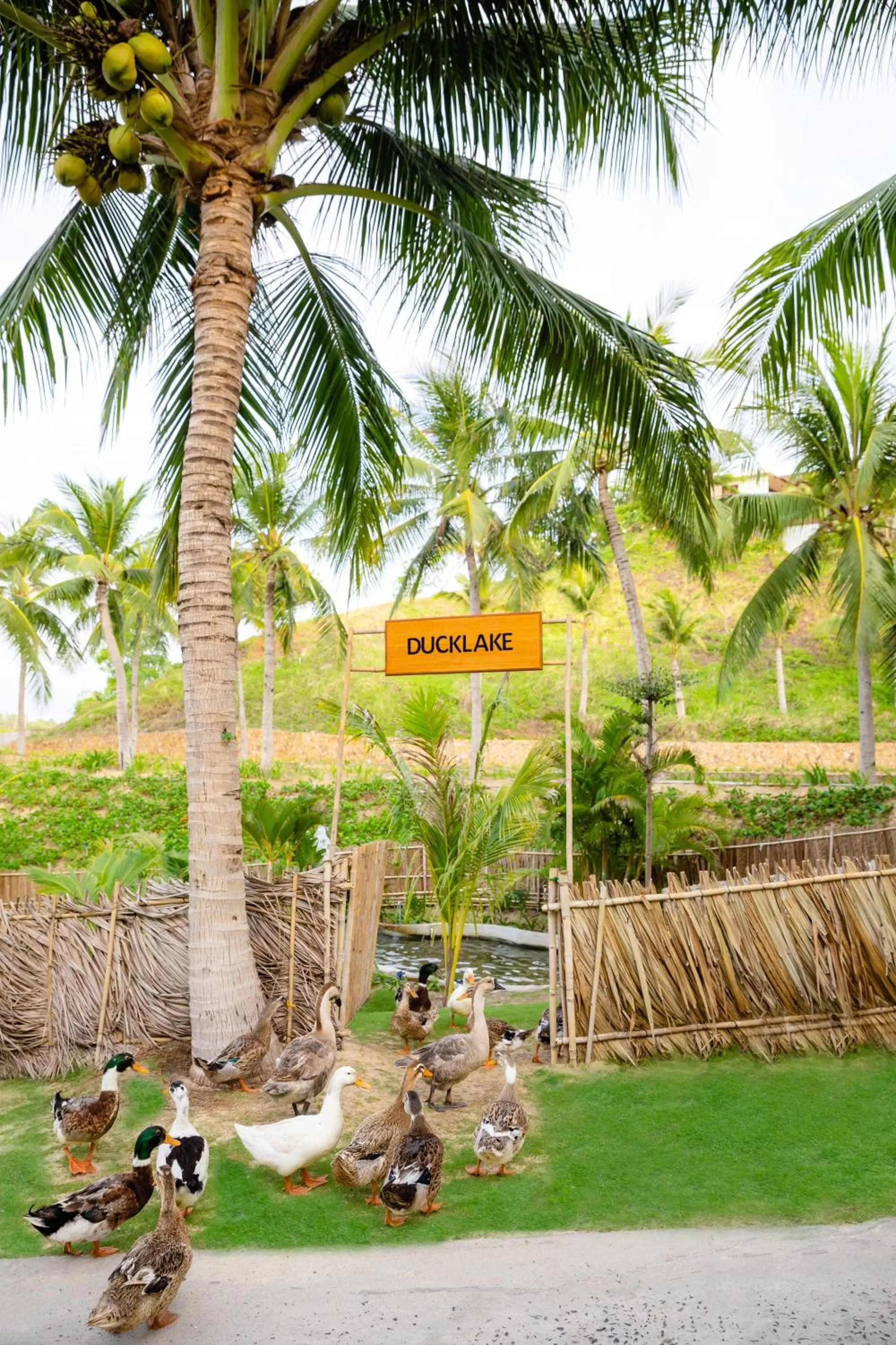 Entertainment in Fusion Resort Cam Ranh - All Spa Inclusive