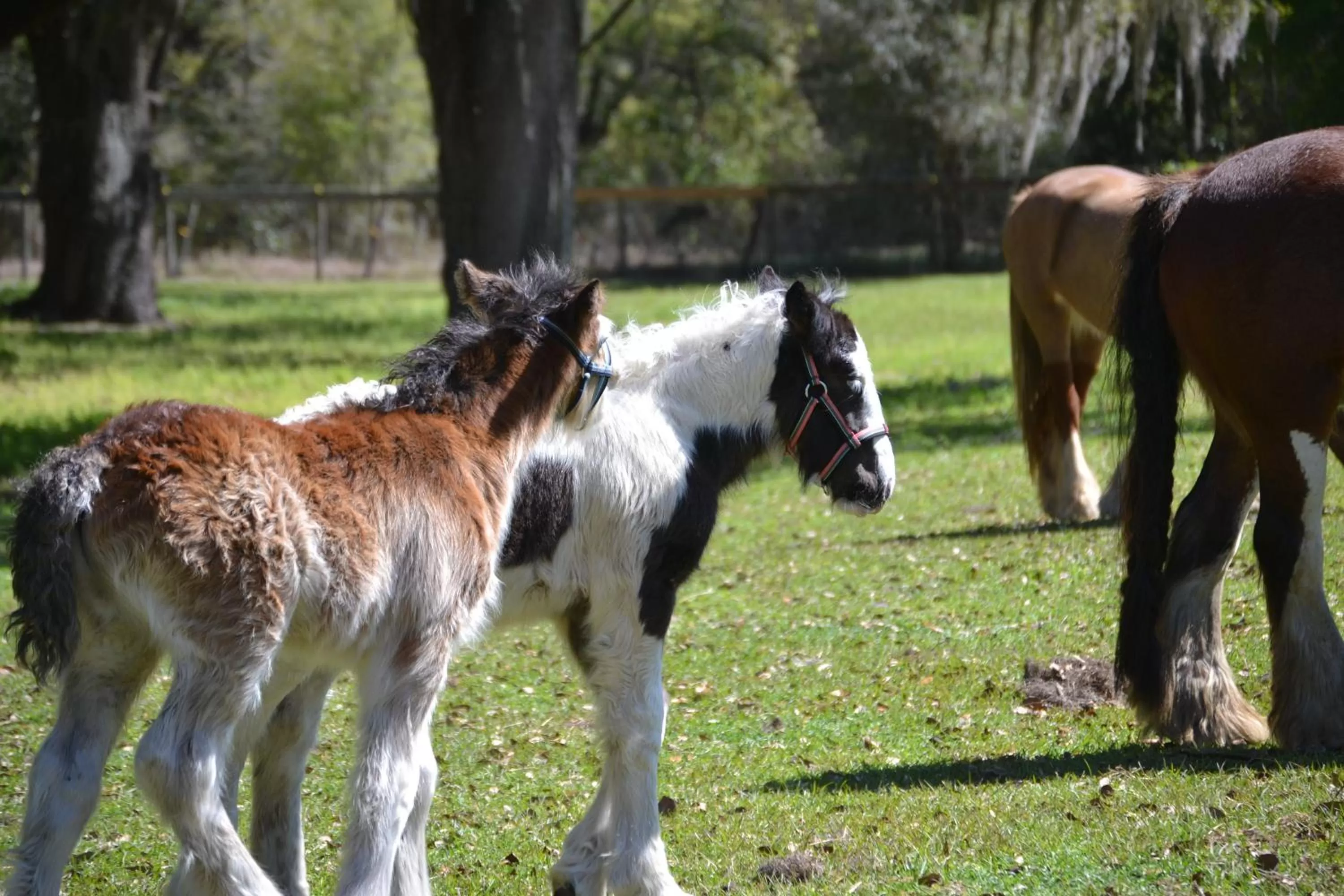 Animals, Pets in Rock Pointe Ranch