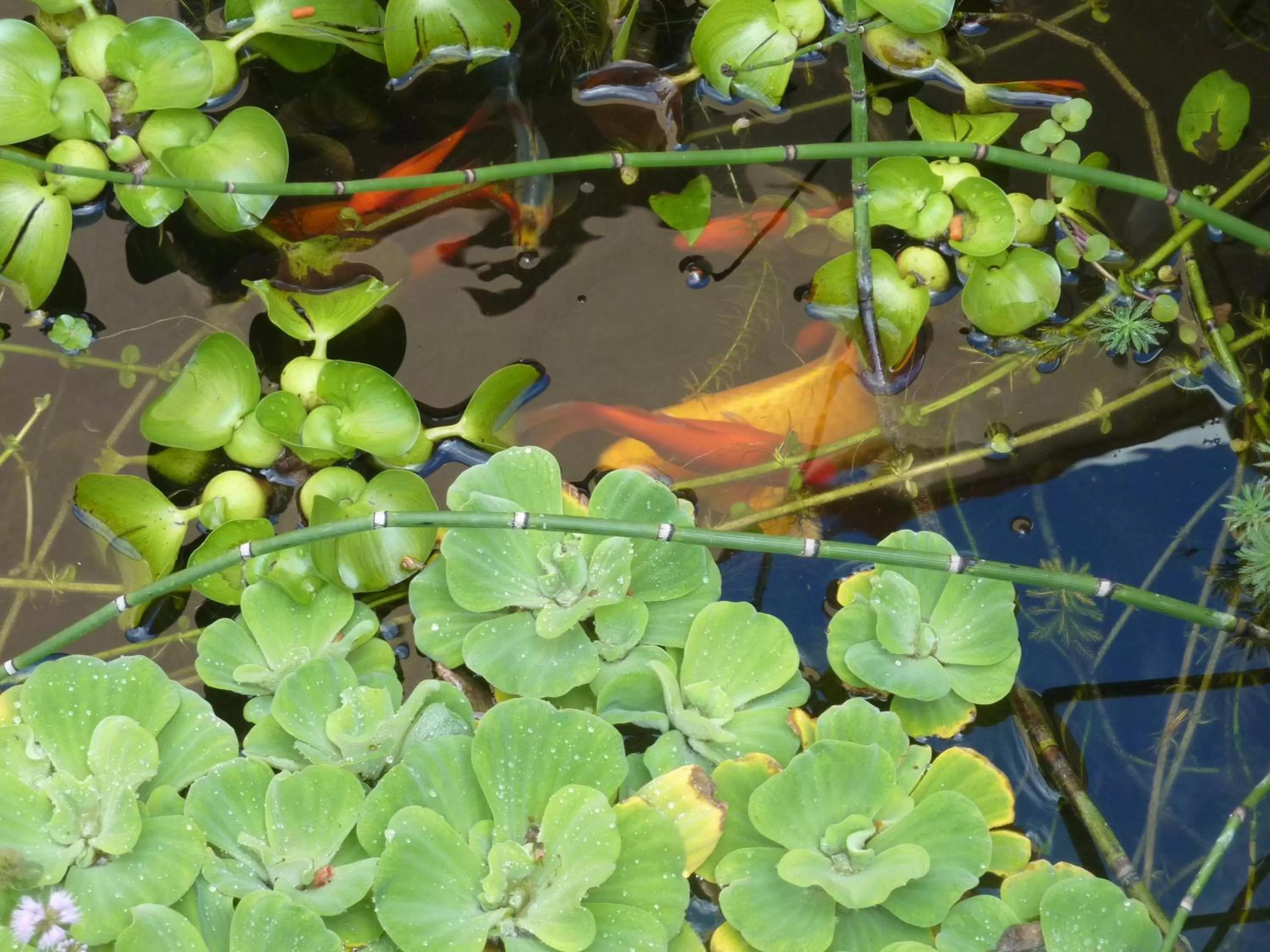 Garden in Domaine De La Tannerie chambres d'hôtes et appartements