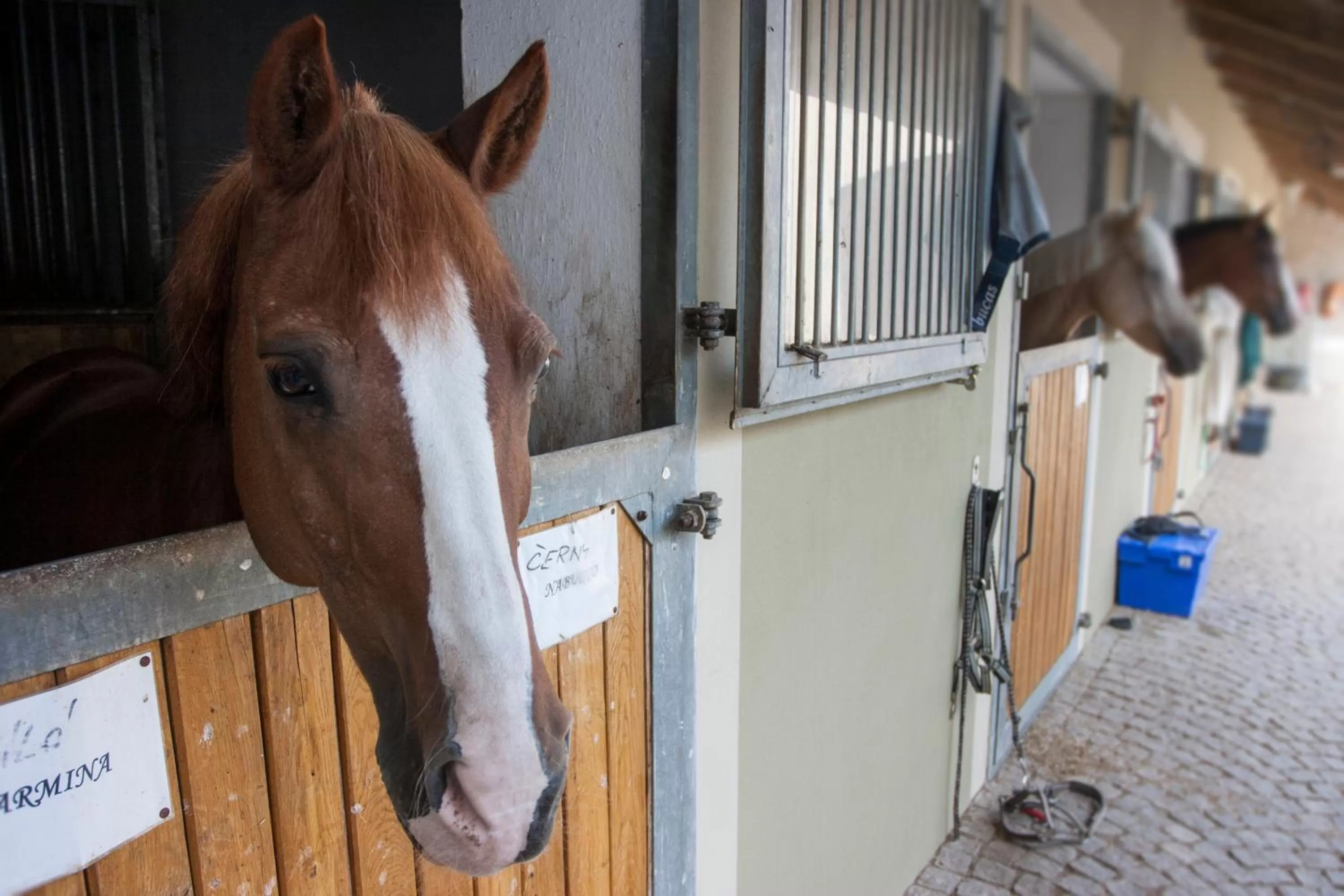 Horse-riding in Hotel Dvur Hoffmeister