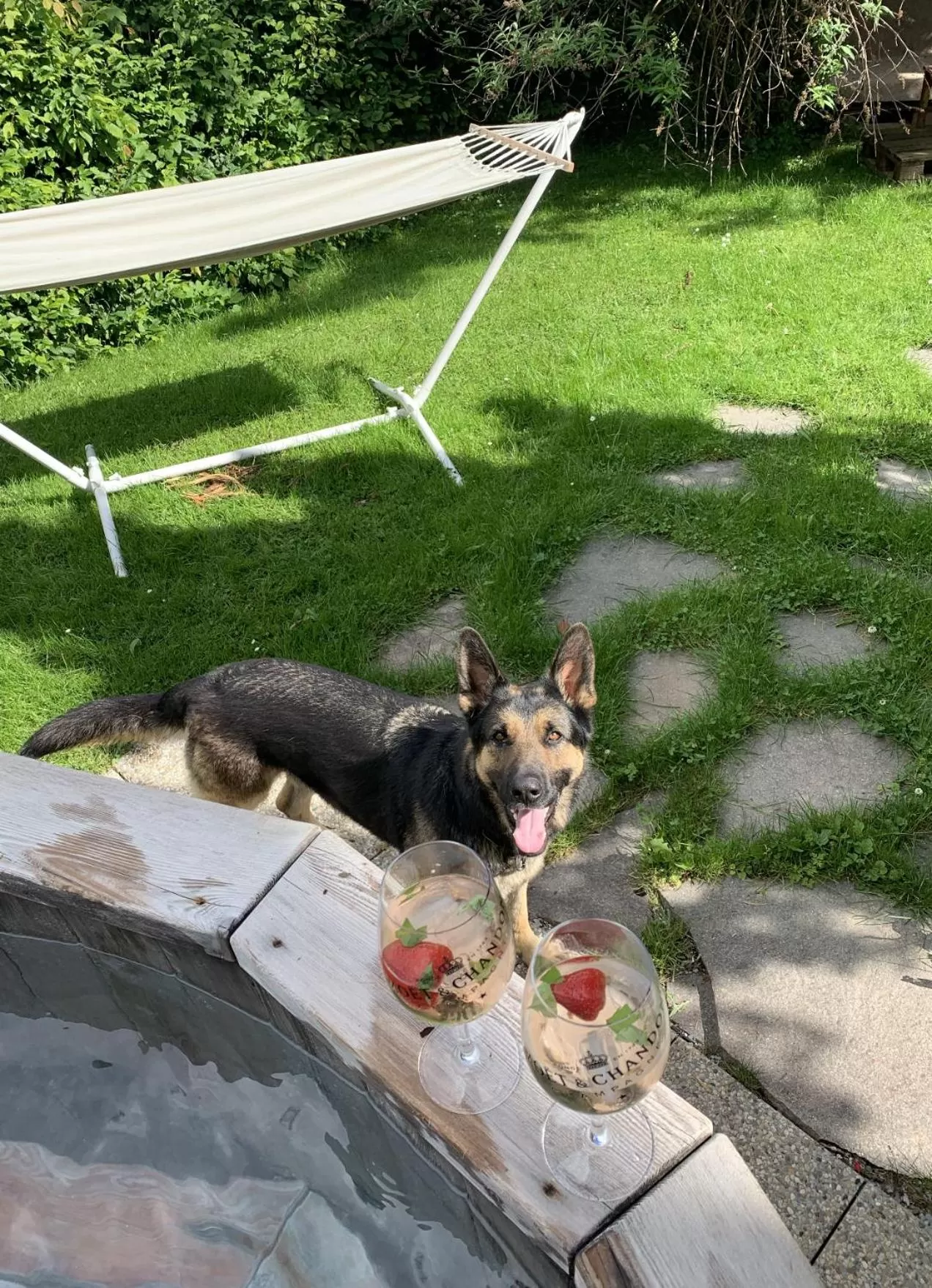 Pets in Hotel Garni Wieshof