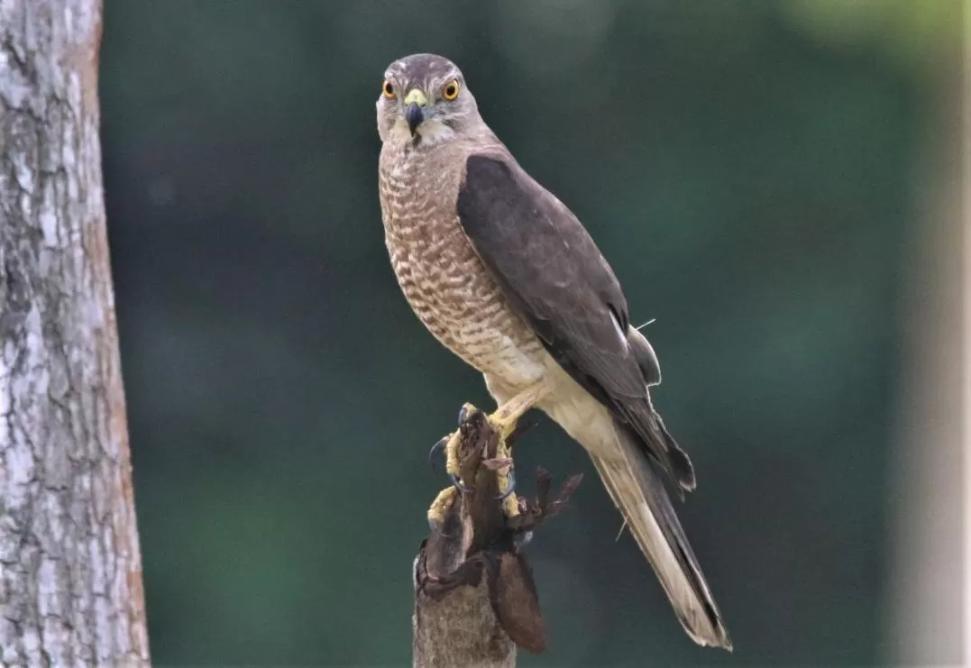 Animals, Other Animals in The Spice House Mirissa