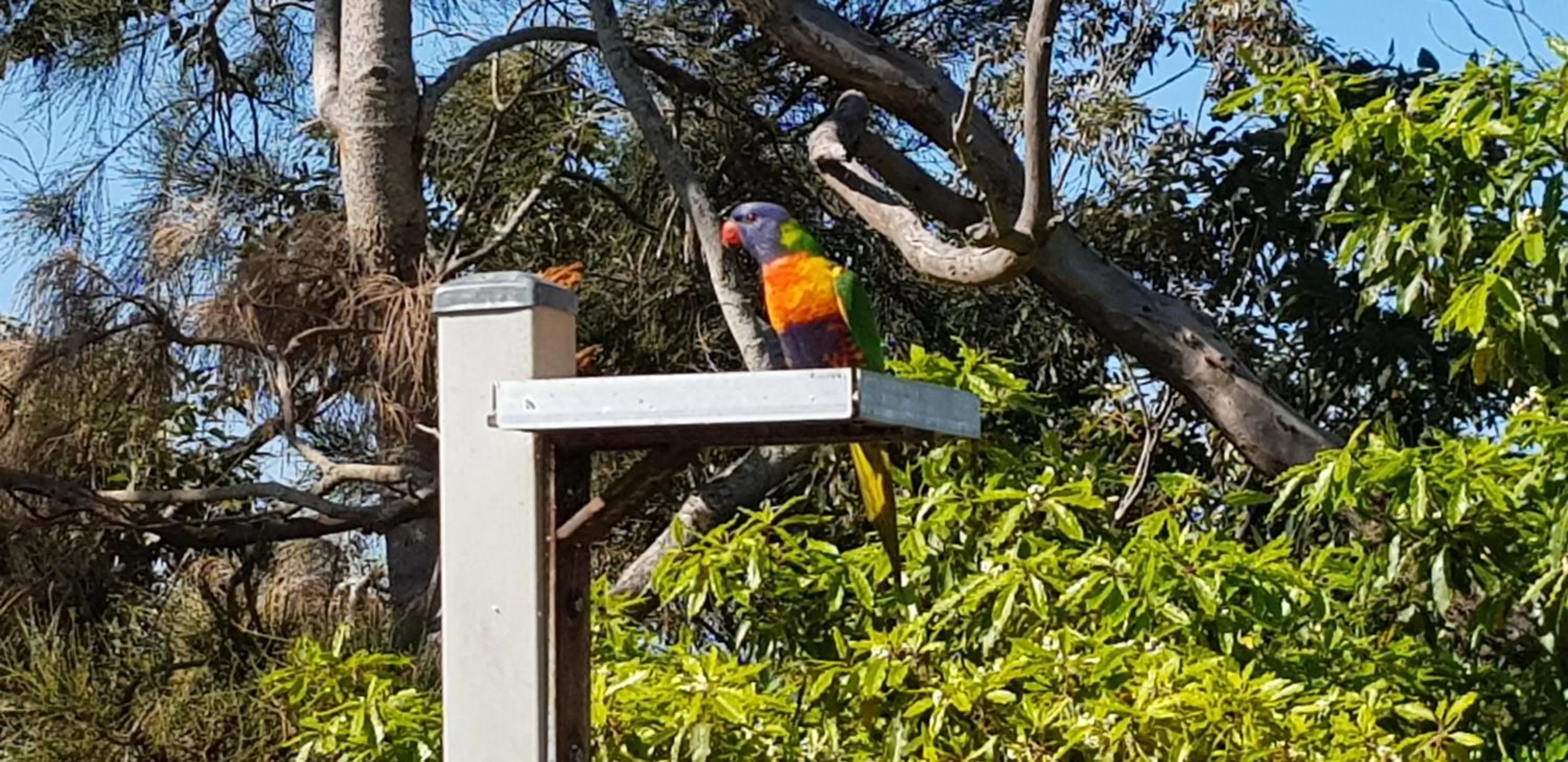 Animals in The Edgewater on Greville