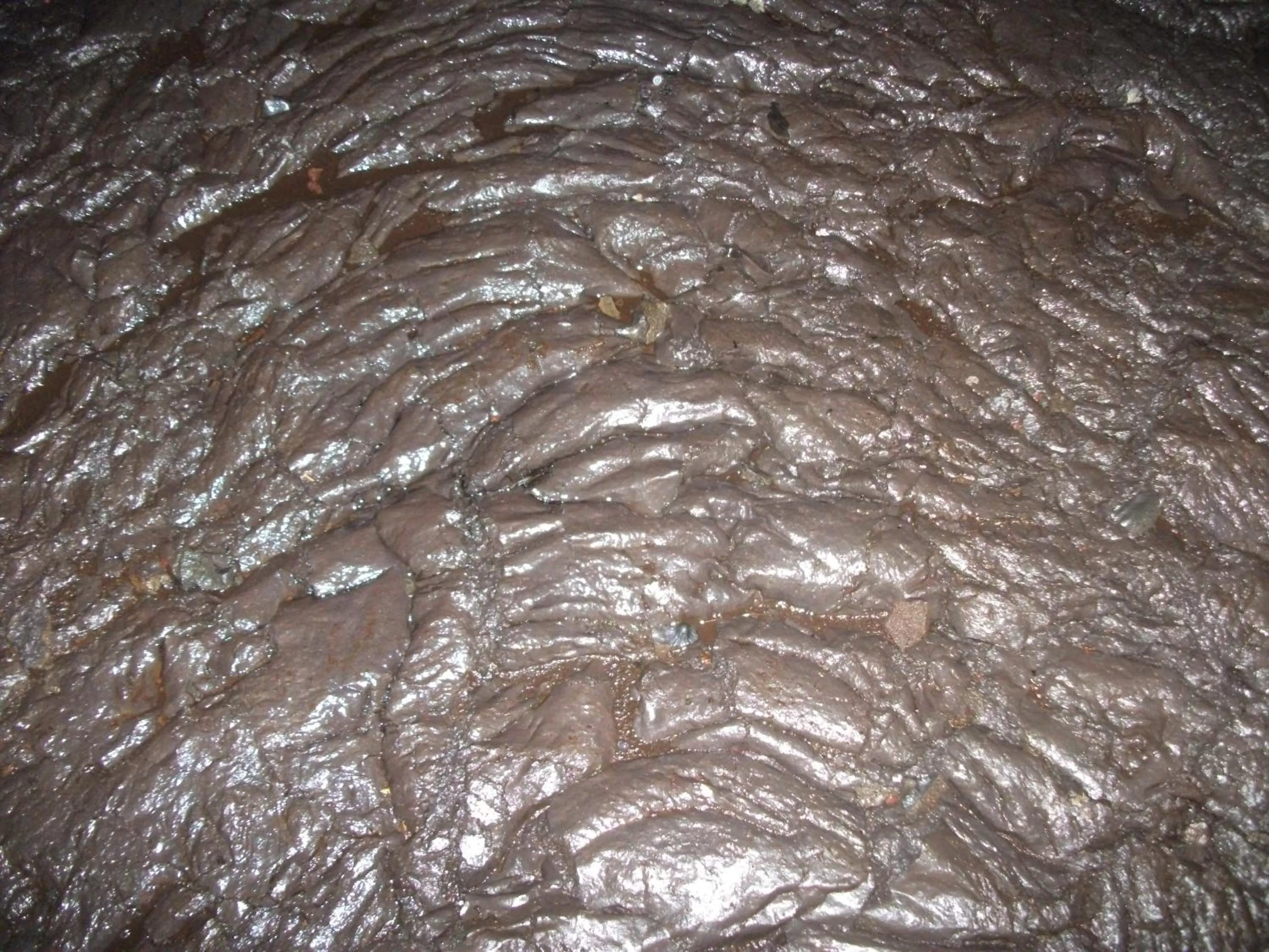 Other, Other Animals in Aloha Crater Lodge