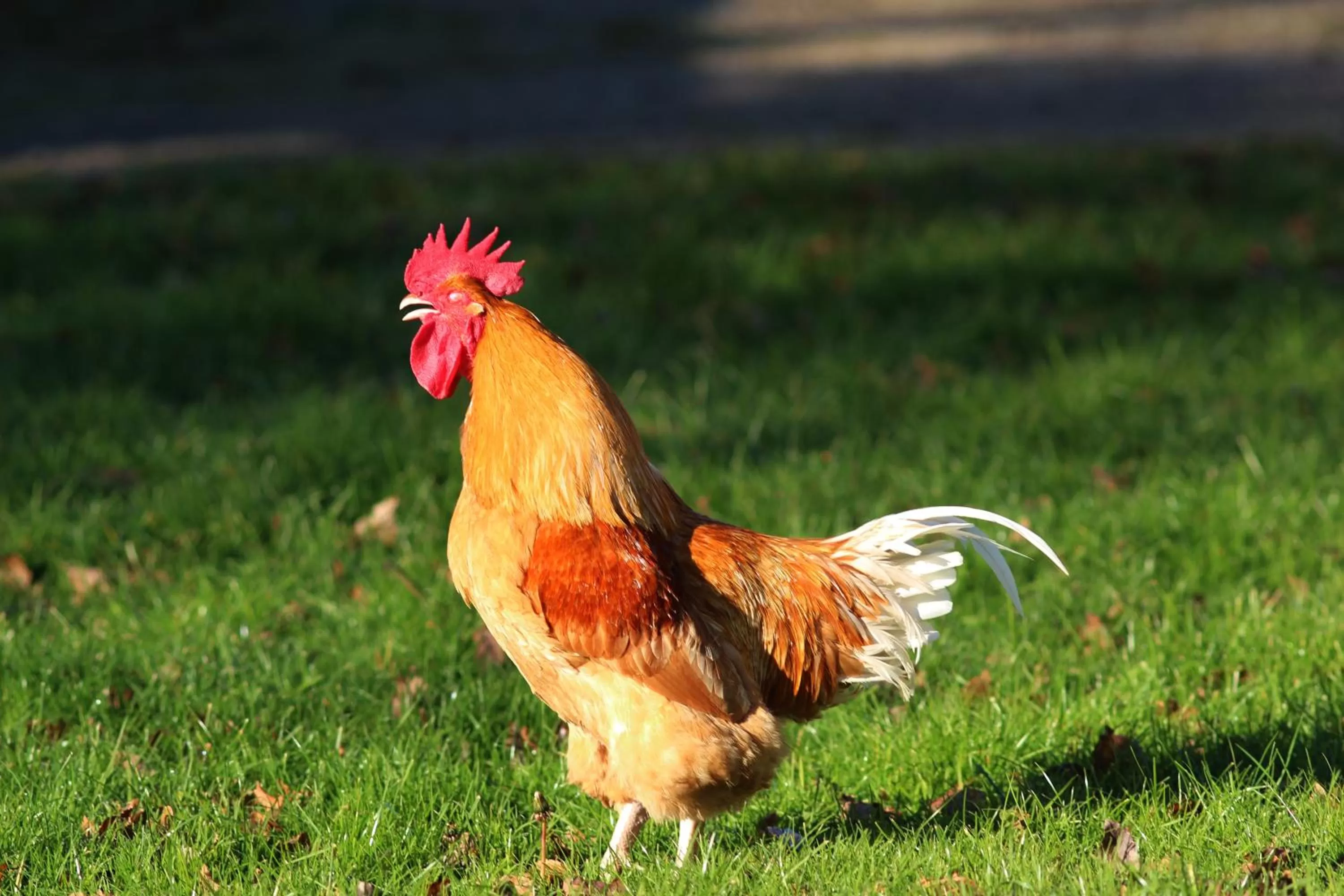 Other in La Romance et la Romanesque