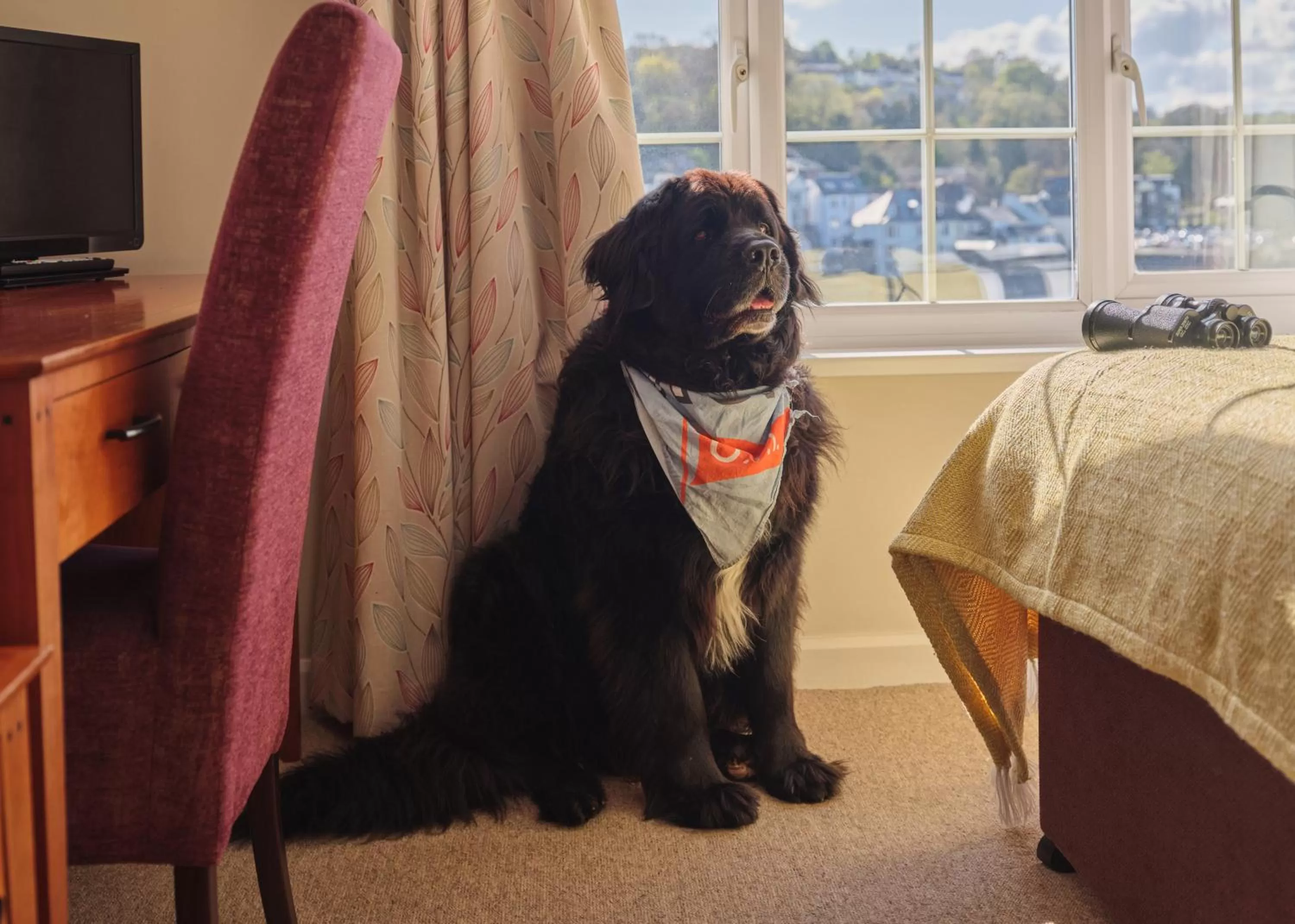 Animals in The Old Ferry Inn