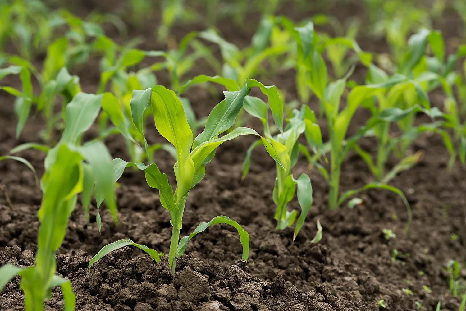 Summer in Fairmont Yangcheng Lake