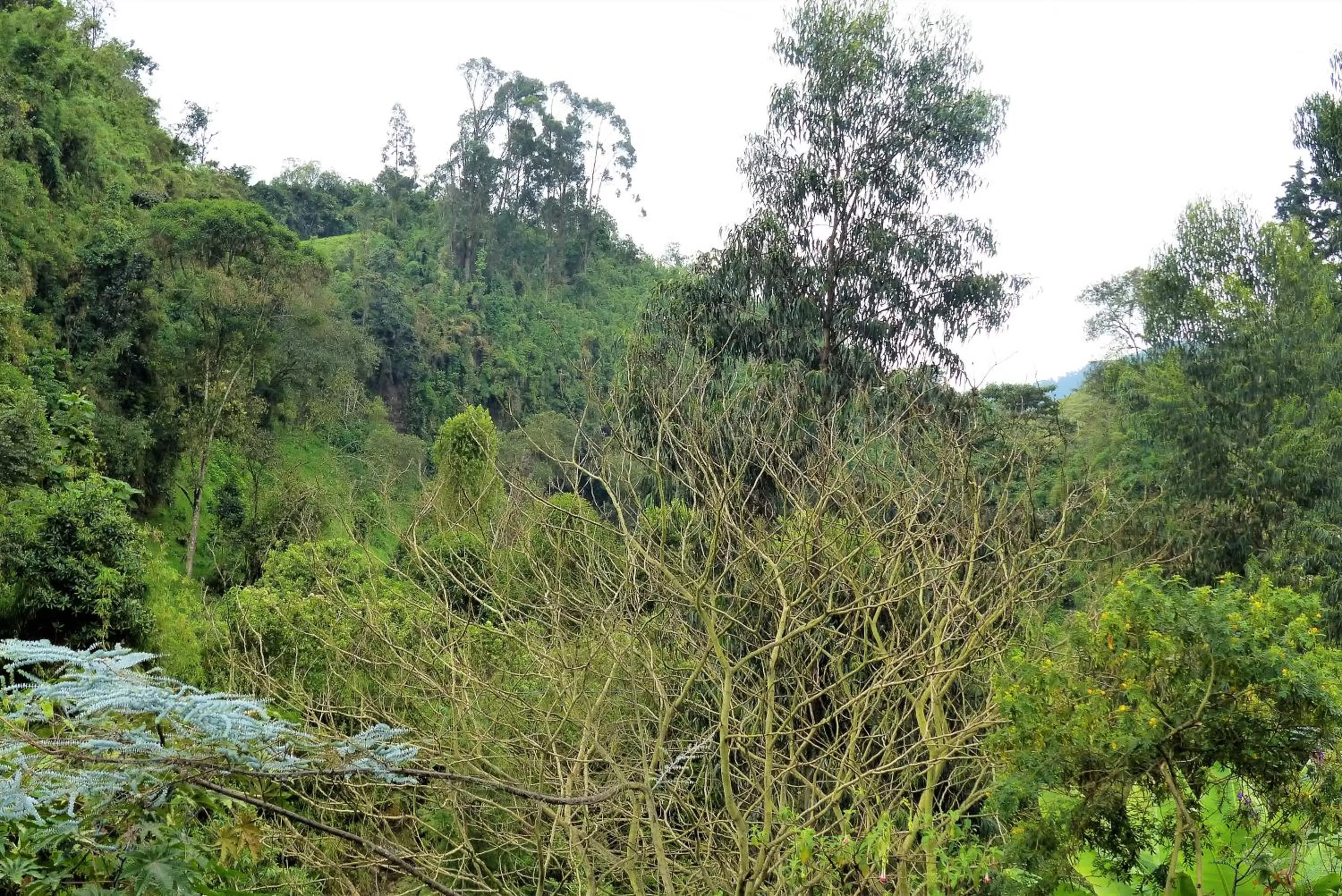 Natural landscape in Hotel Termales Tierra Viva