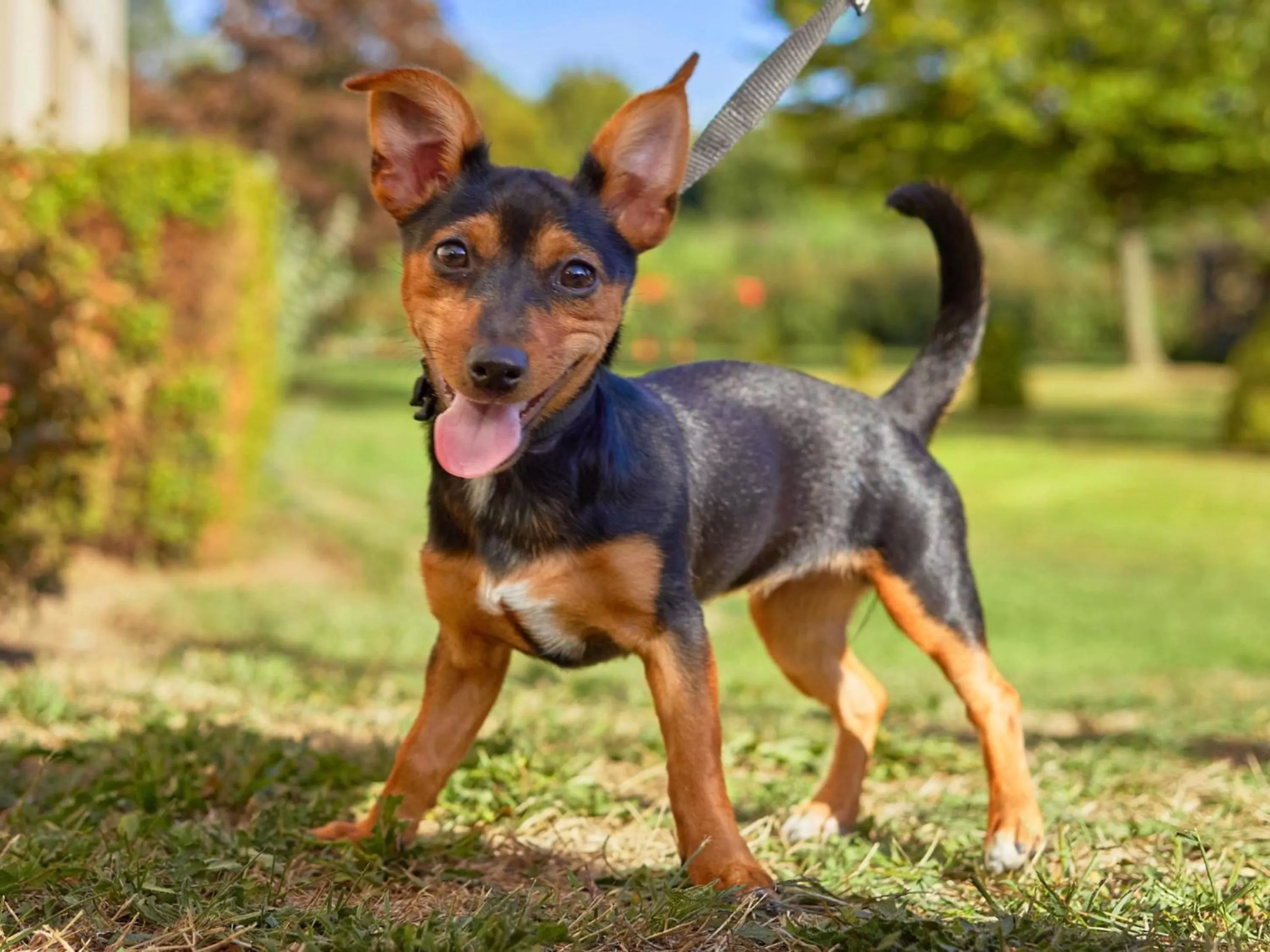 Pets in Novotel Antwerpen - Ekeren