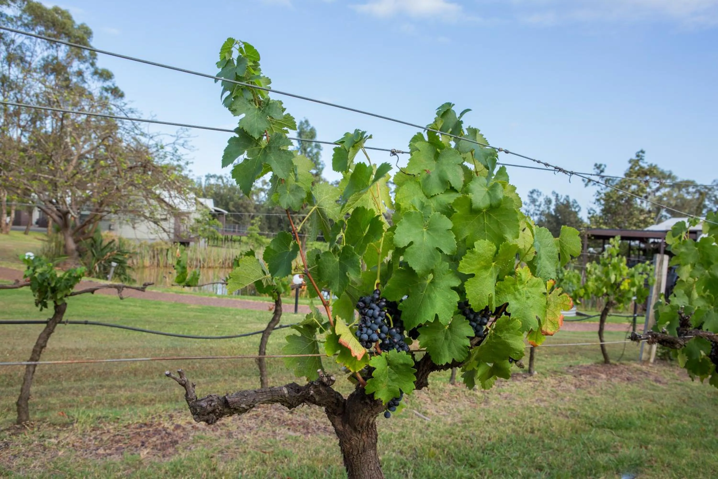 Garden in Hermitage Lodge