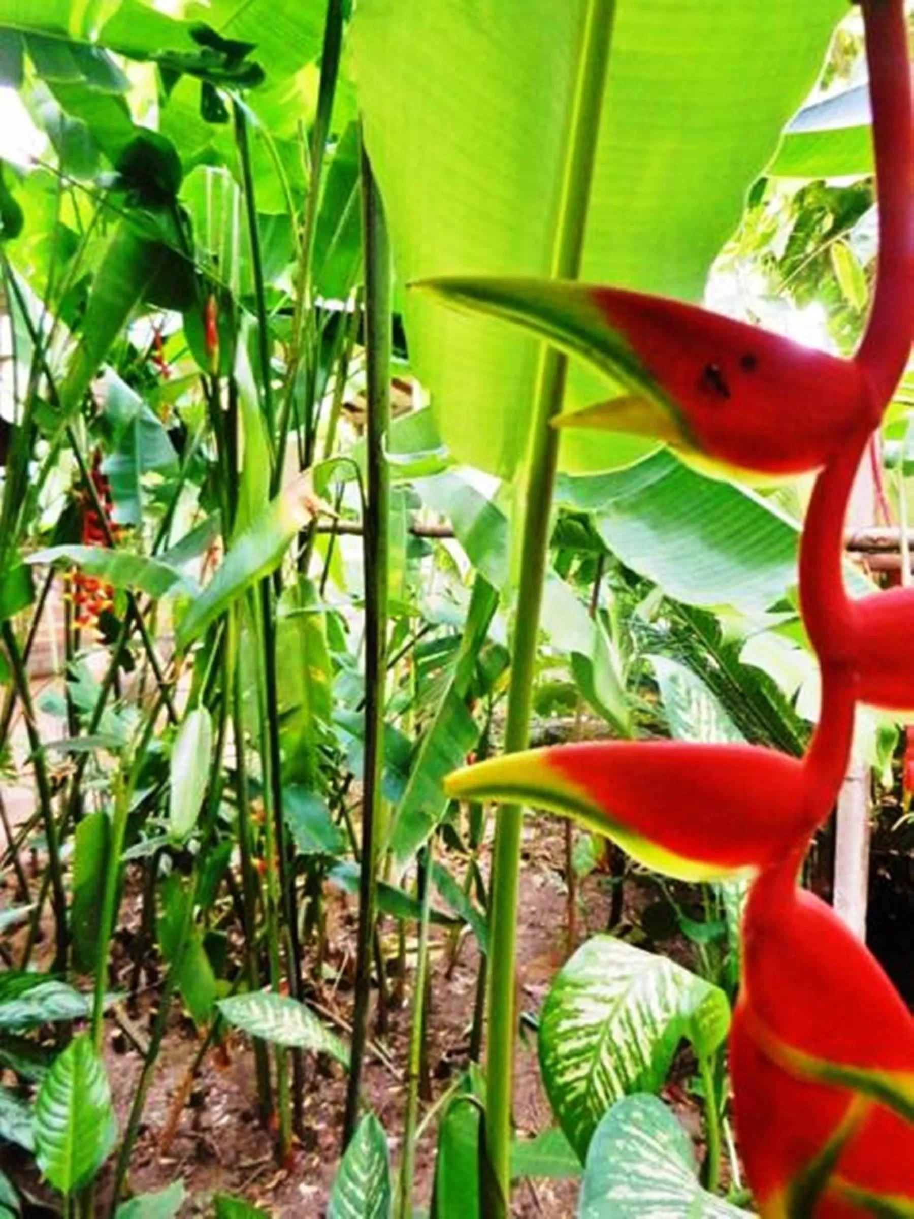 Garden in La Buena Vista