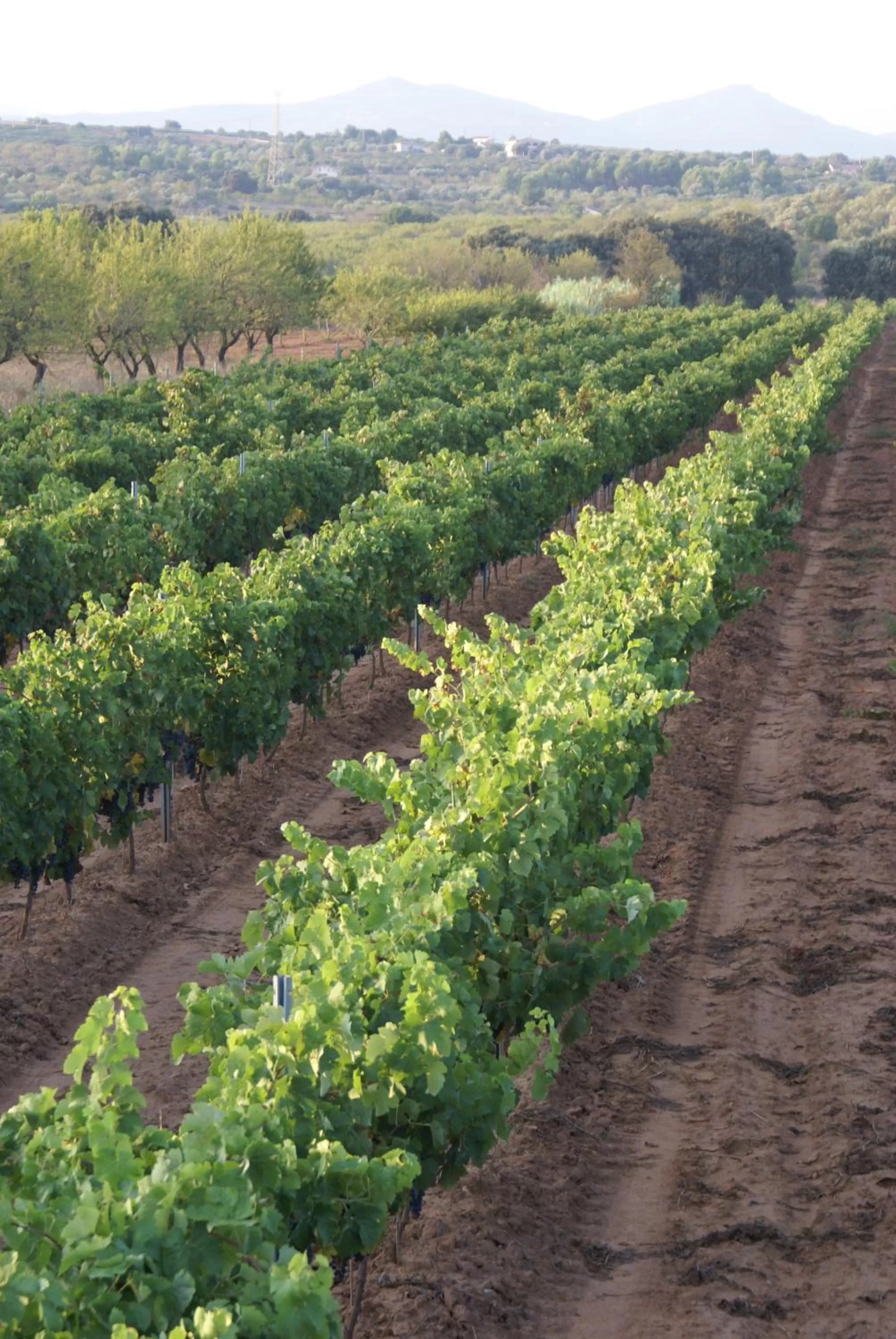 Area and facilities in Casa Rural Magnanimvs