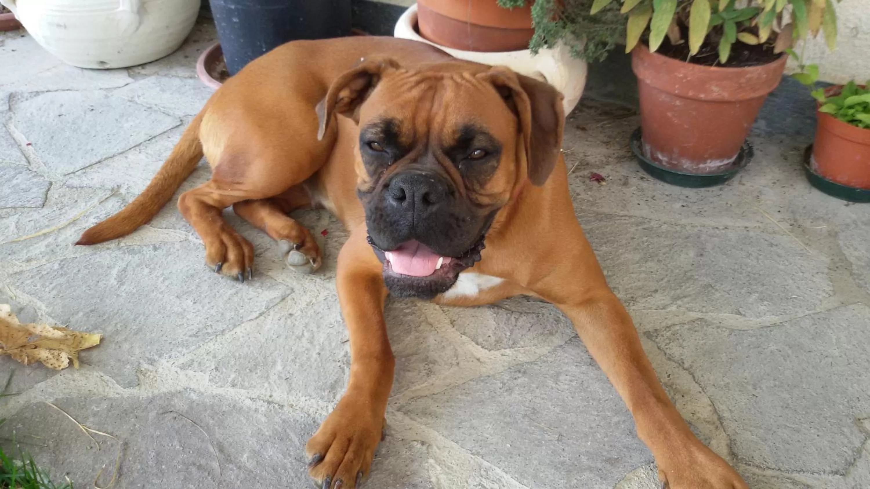 Pets in Cascina Torello