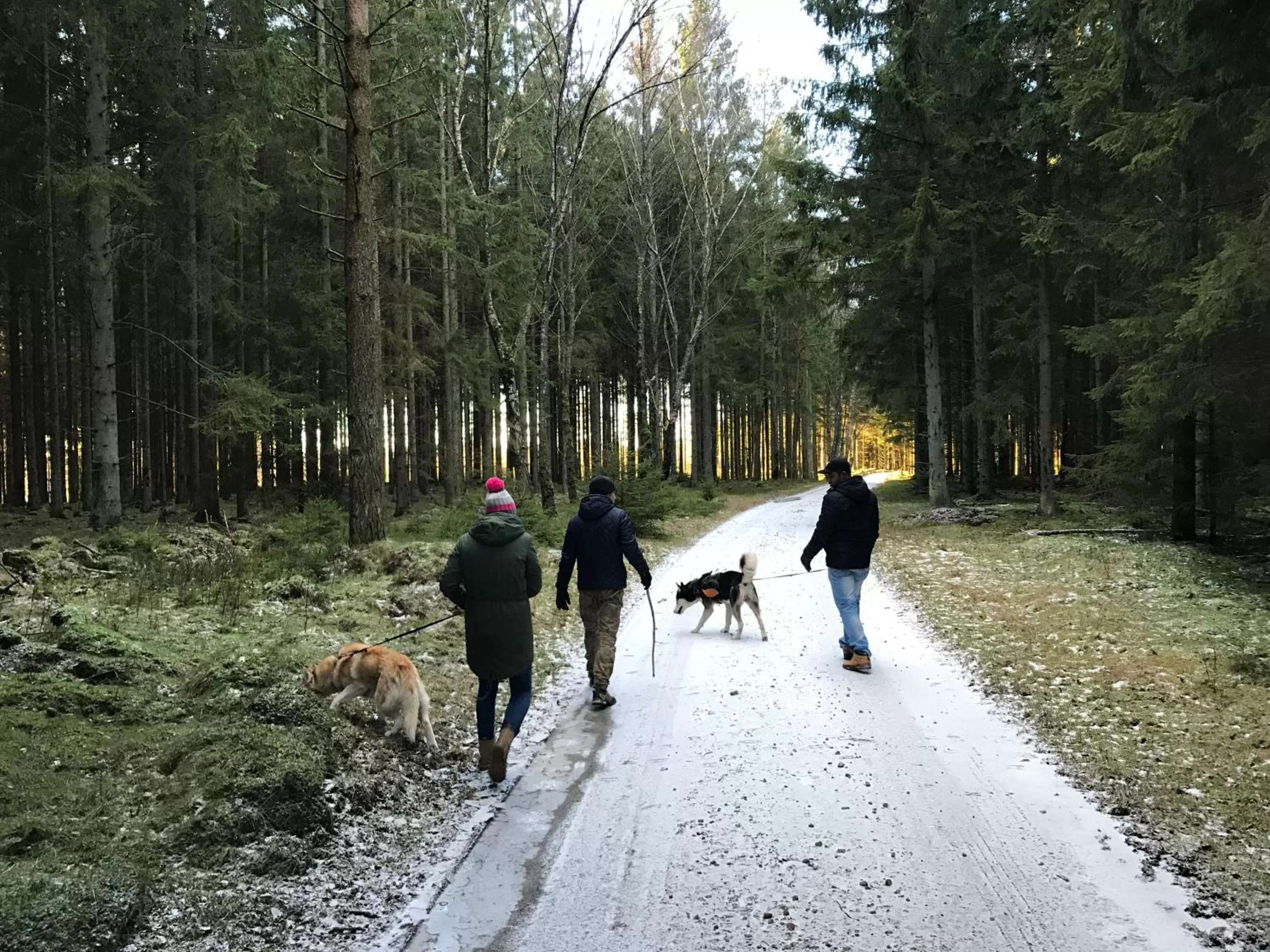 Natural landscape in Tryde 1303 B&B på Österlen