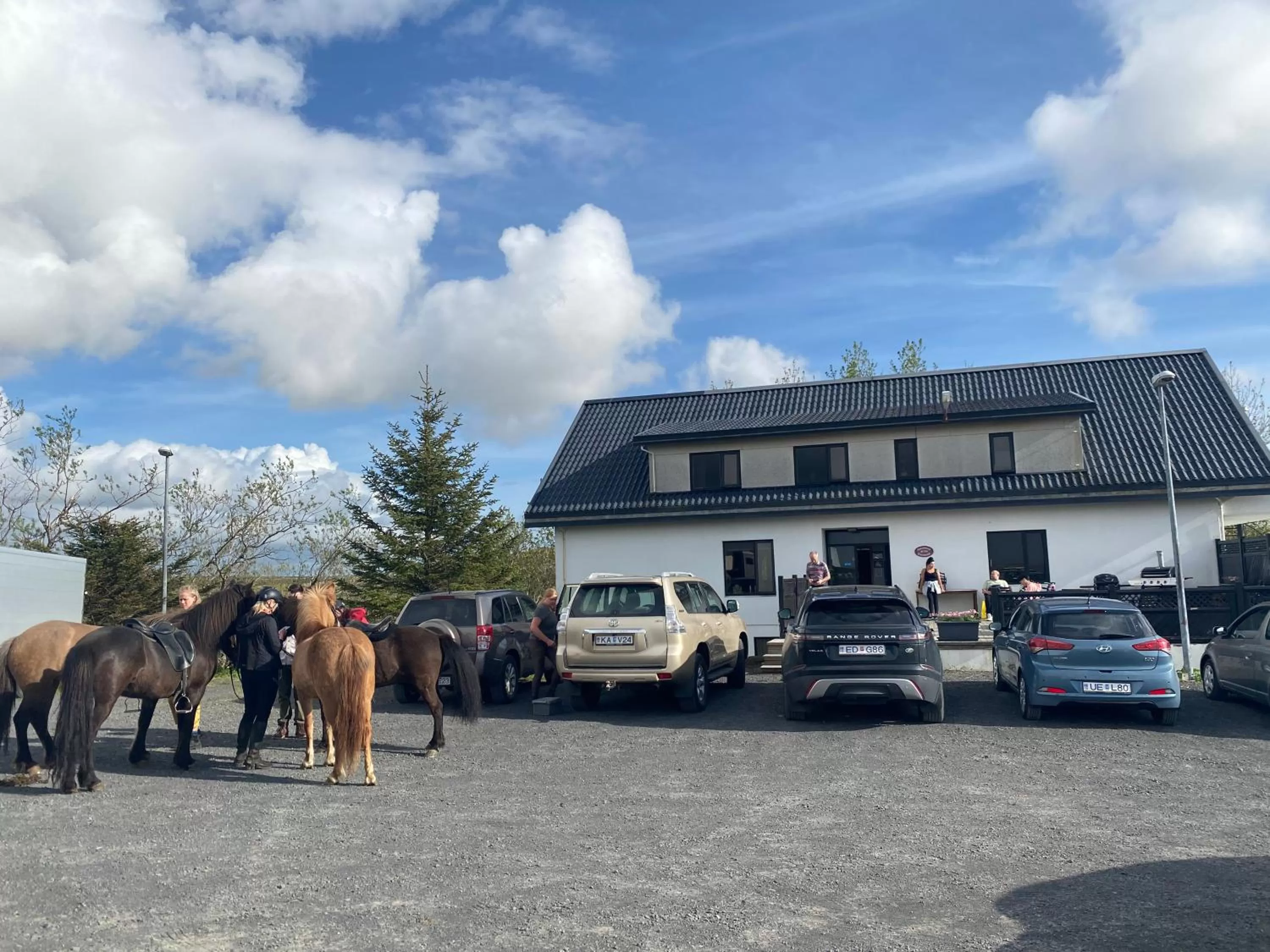 Animals in Guesthouse Bitra B&B