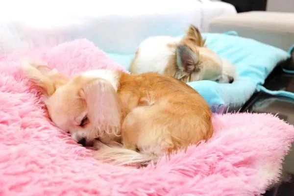 Pets in The Zign Hotel