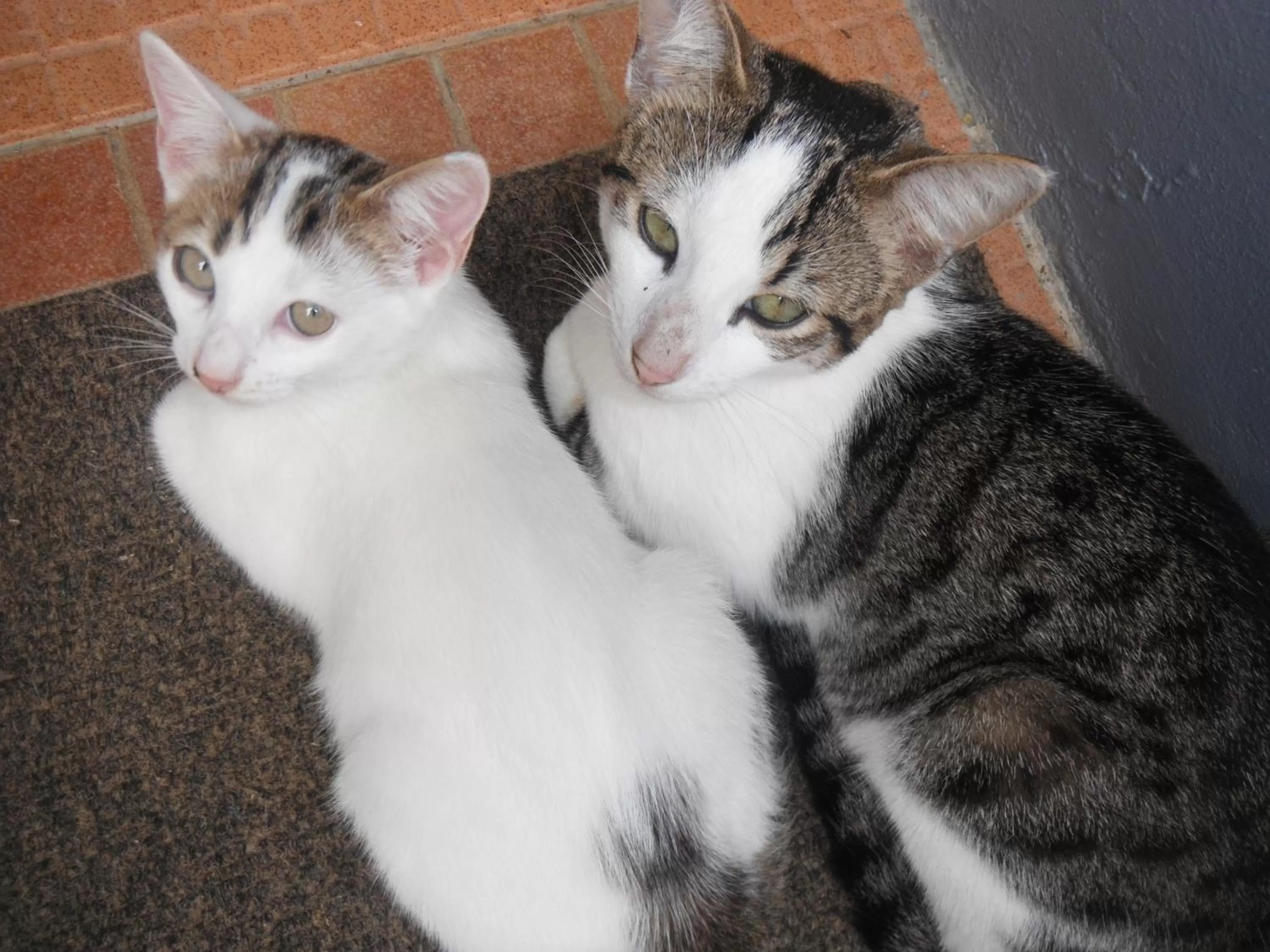 Living room in Classique International in Dominica