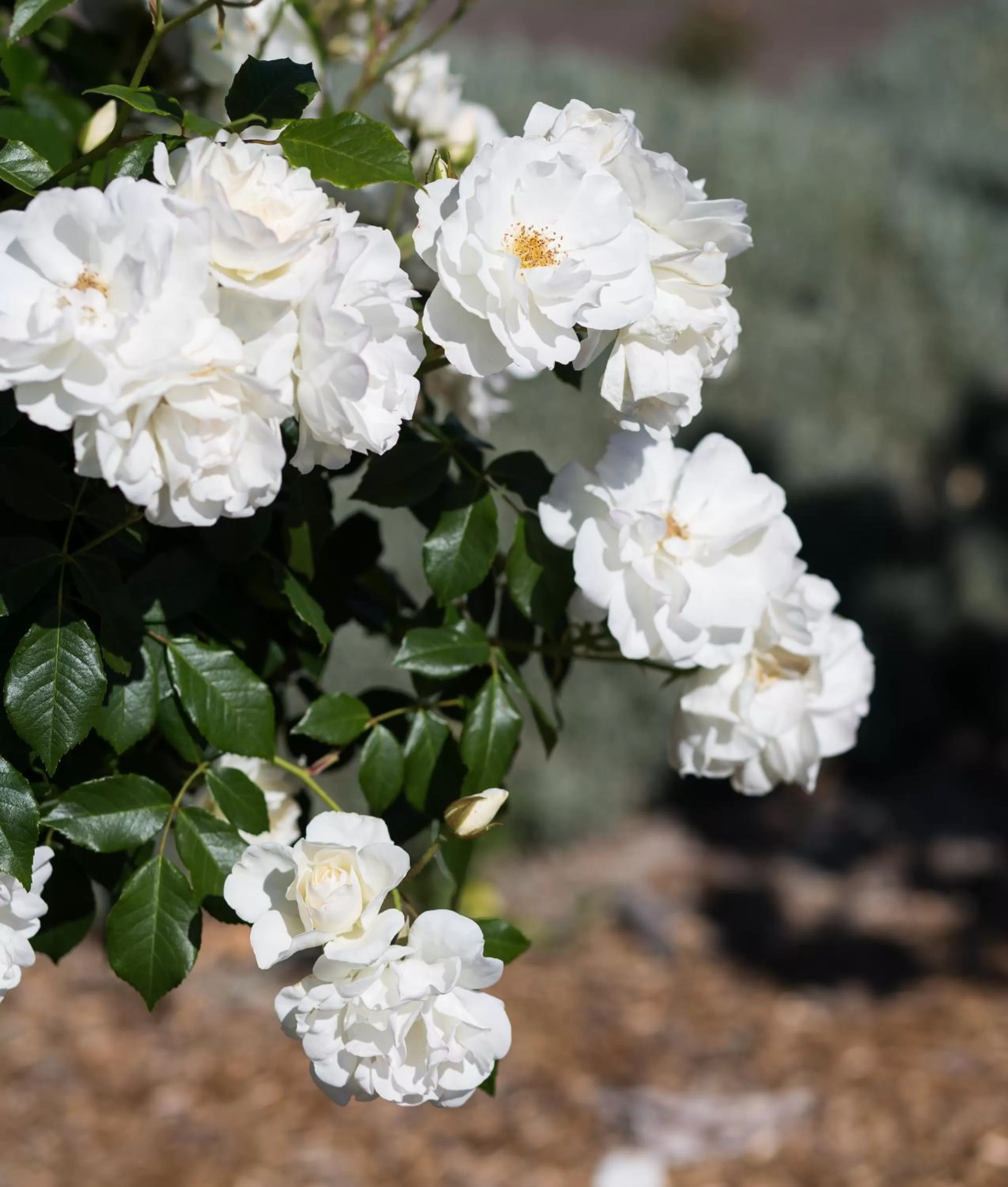 Garden in Willows Motel
