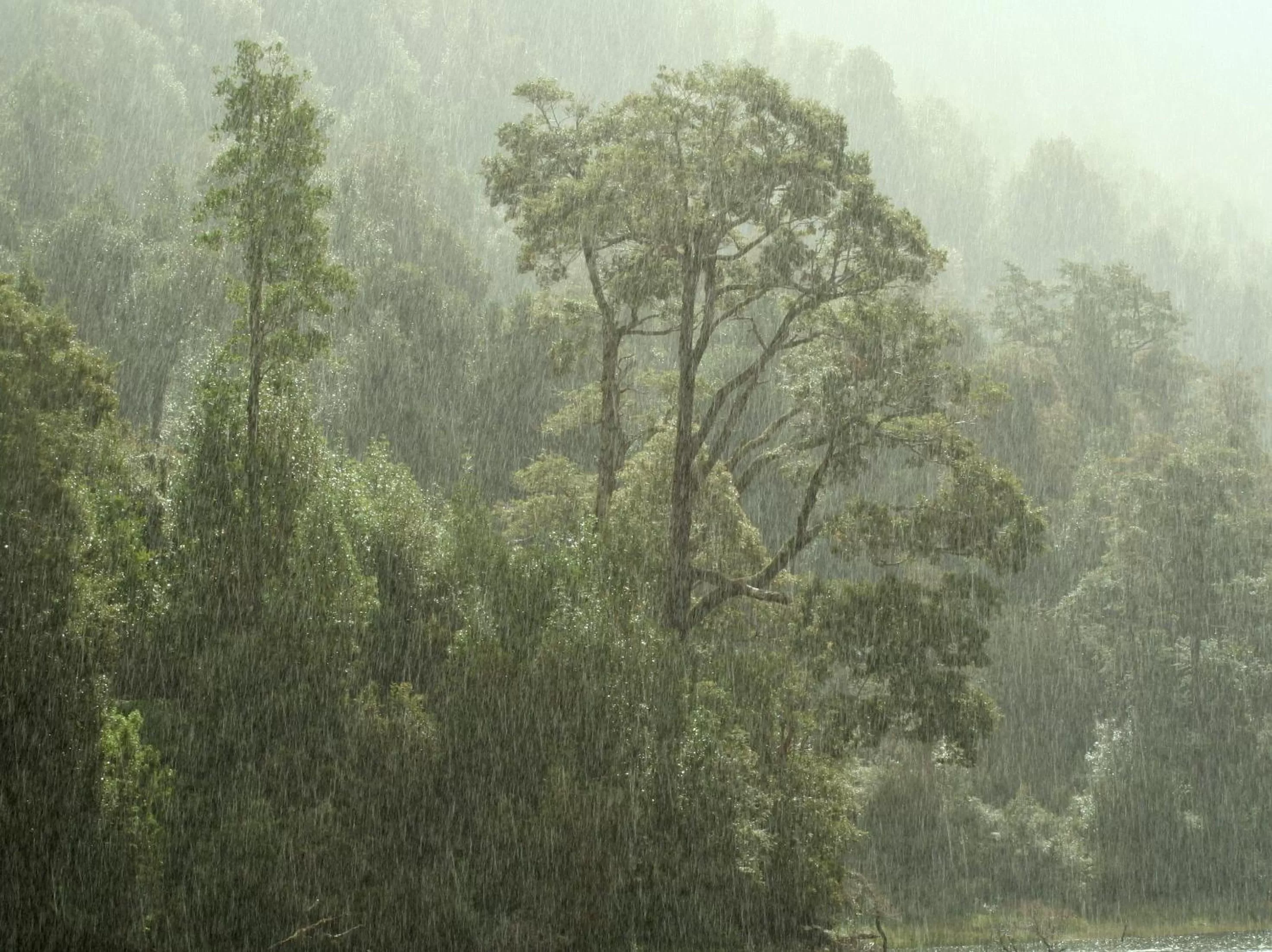 Area and facilities in Posada Queulat