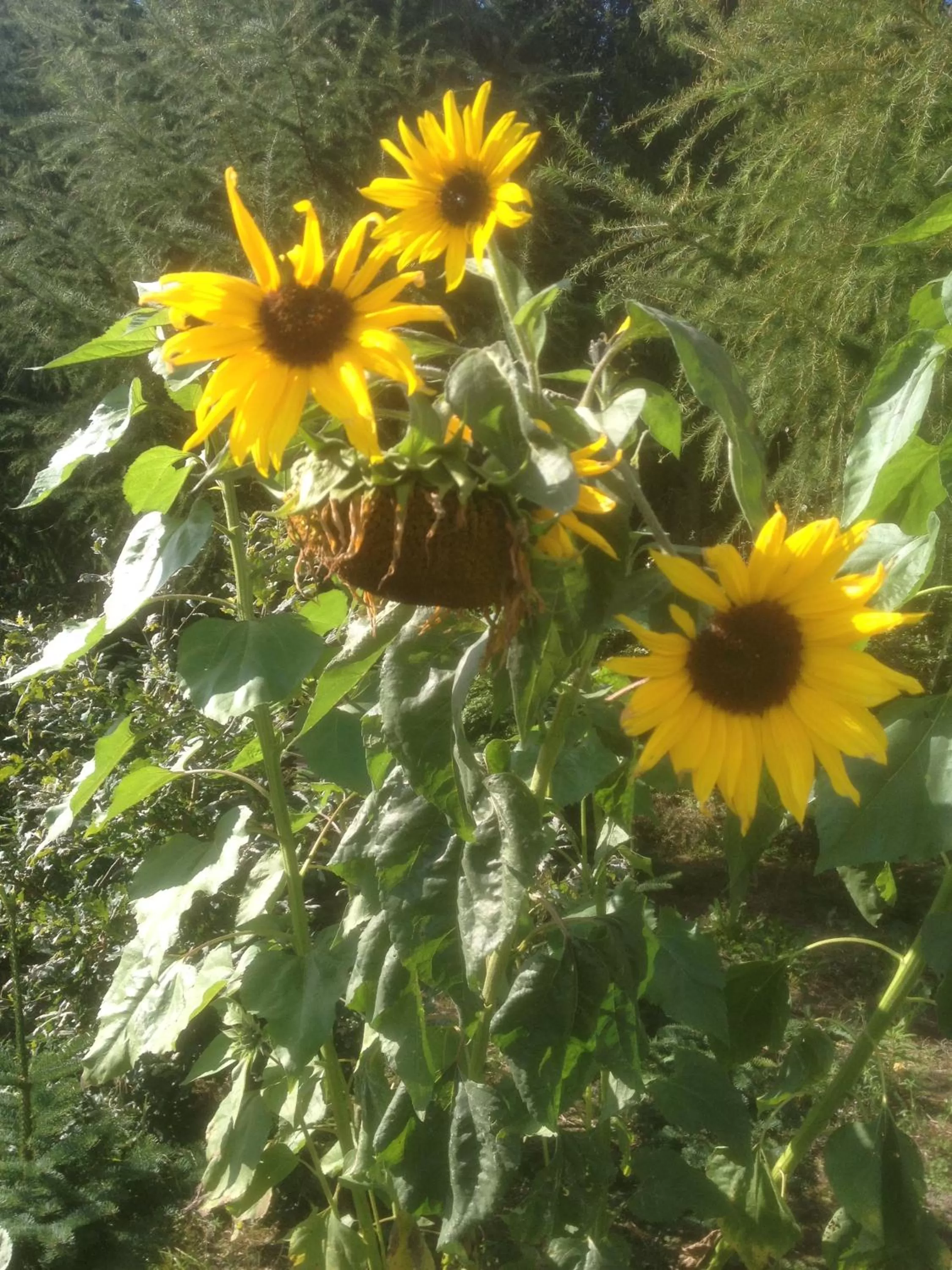 Garden in Give Bed & Breakfast